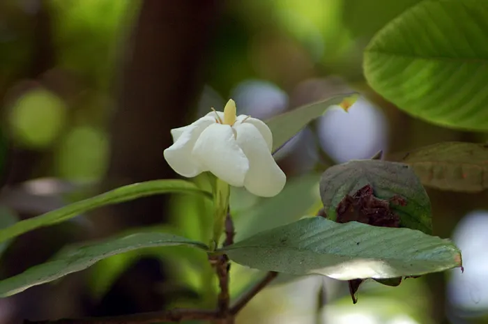 White Gardenia (Gardenia Thunbergia) — It requires well-drained, yet moist, acidic soil with a pH between 5.0 and 6.5; multi-branched habit that, image 91