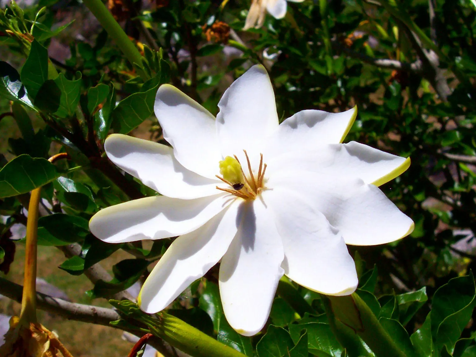 White Gardenia (Gardenia Thunbergia) — though in hotter climates; white flowers in the garden, image 93