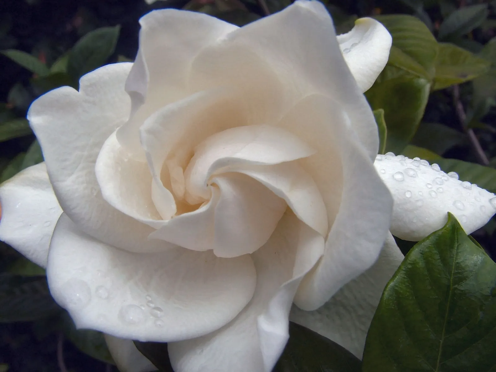 White Gardenia (Gardenia Thunbergia) — An area with partial to full sun exposure is ideal; it requires well-drained, yet moist, acidic soil with a, image 142