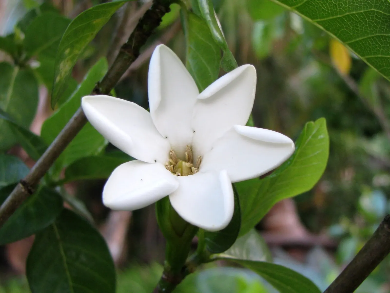 White Gardenia (Gardenia Thunbergia) — An area with partial to full sun exposure is ideal; it requires well-drained, yet moist, acidic soil with a, image 67
