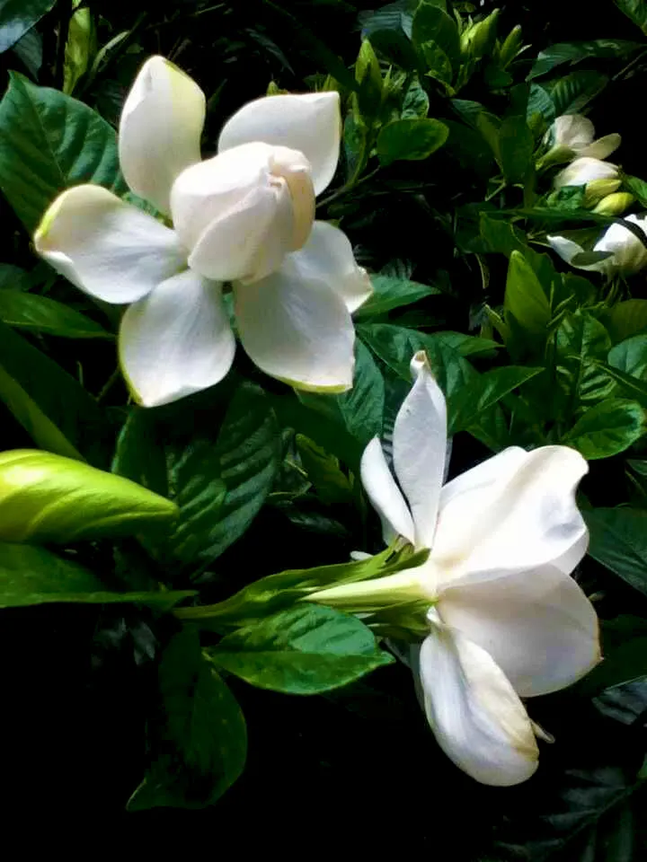 White Gardenia (Gardenia Thunbergia) — it's ideal for hedges or as a focal point in warm; dark green foliage and the stunning contrast provided by, image 130