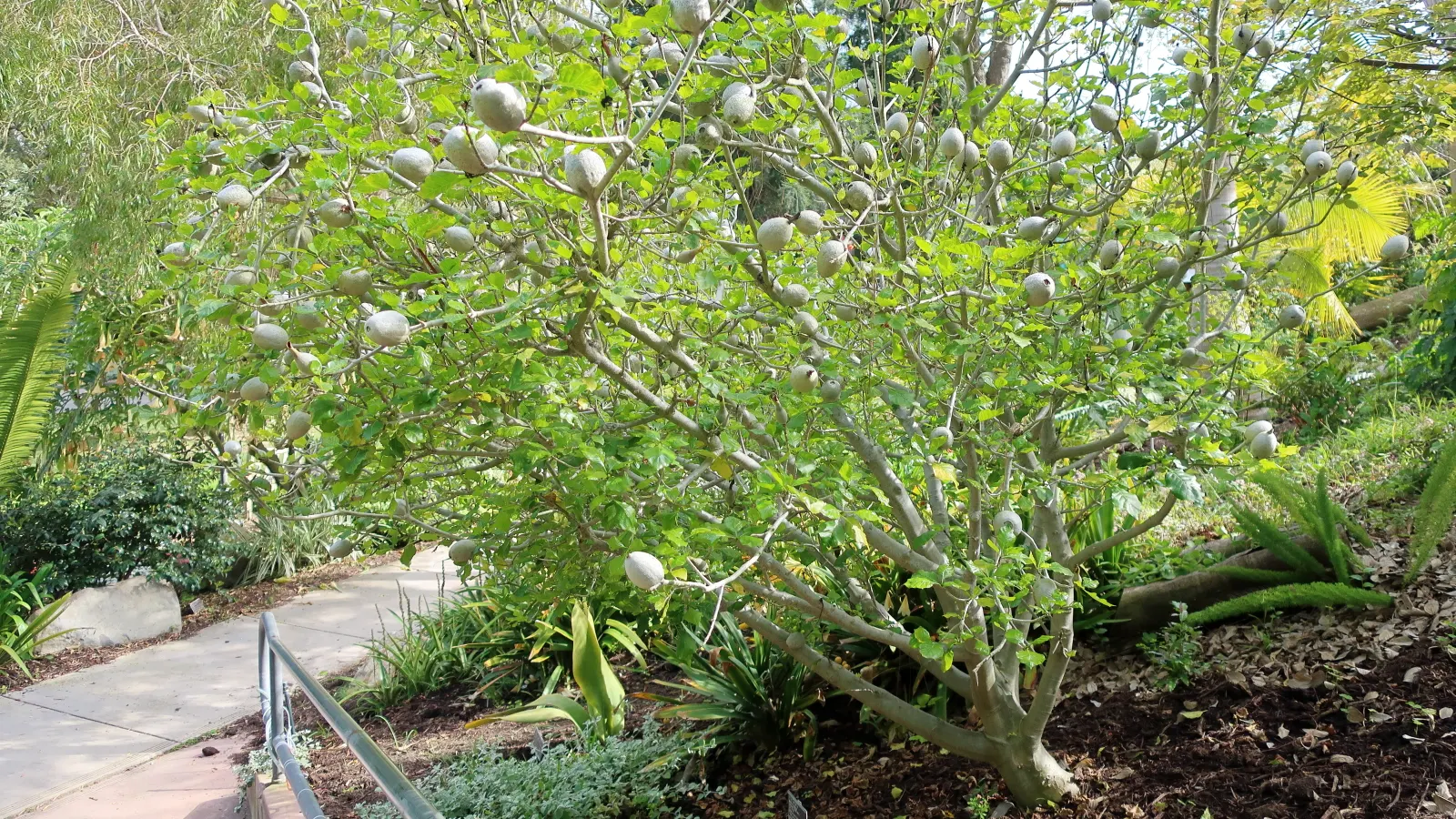 White Gardenia (Gardenia Thunbergia) — broadleaf evergreen / shrub for full or half; adding elegance and a delightful scent that will enchant, image 100
