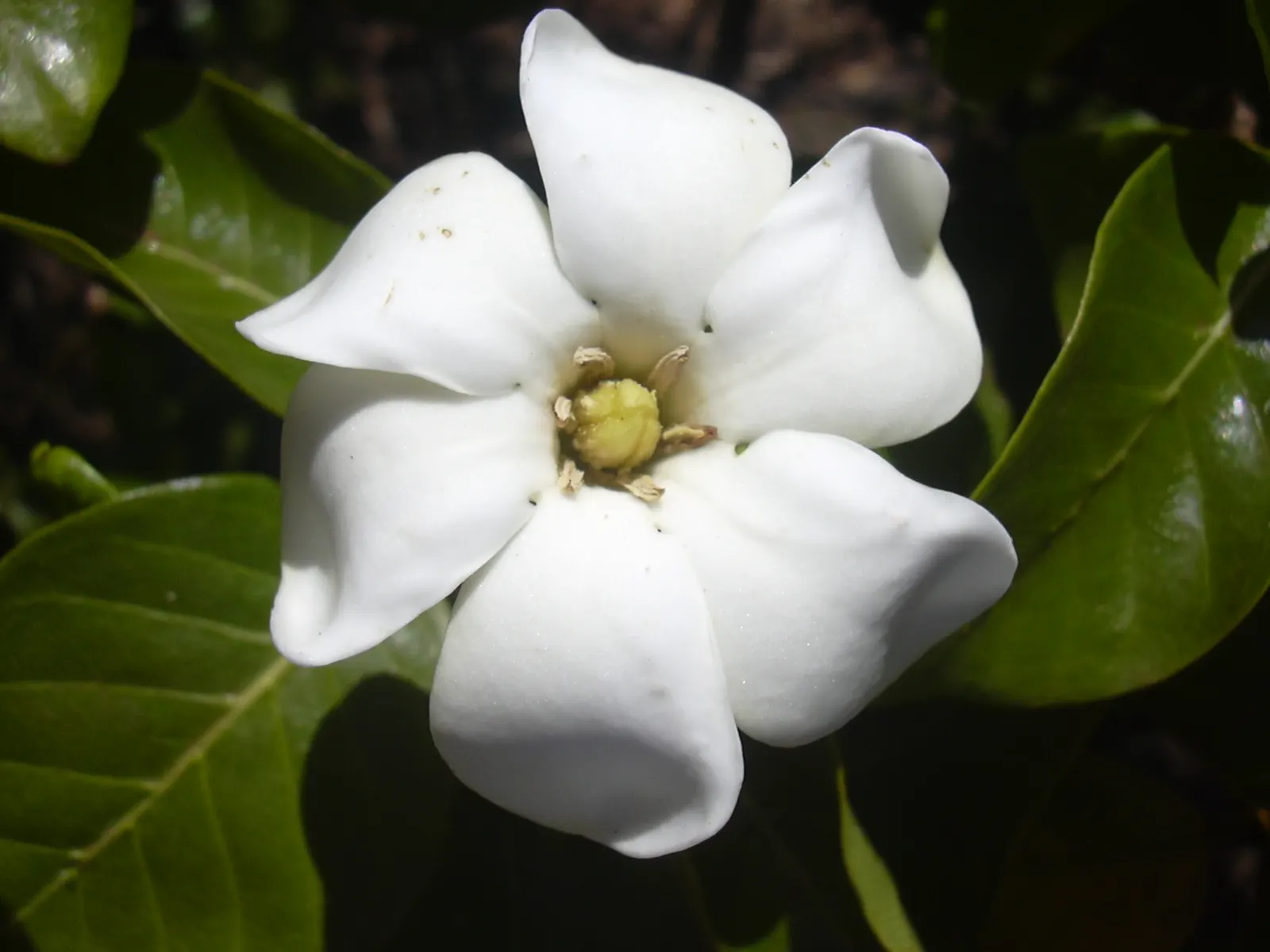 White Gardenia (Gardenia Thunbergia) — broadleaf evergreen / shrub with white blooms; the White Gardenia should be placed in a location where its, image 124