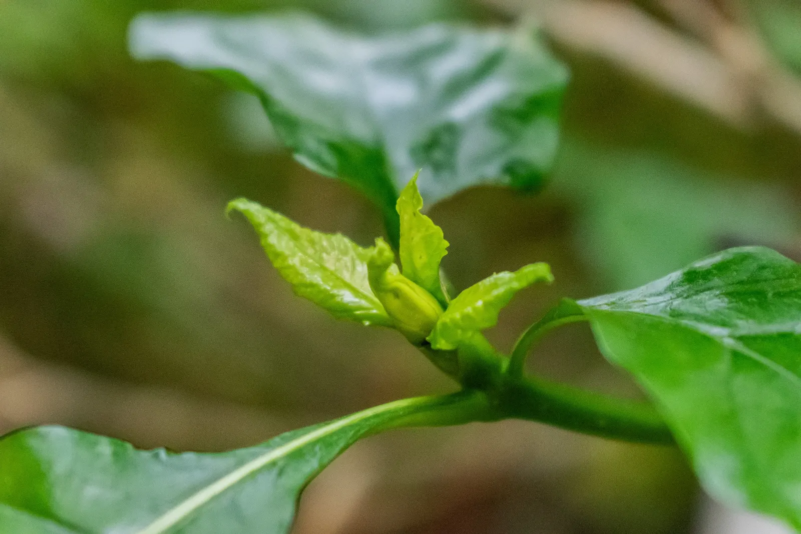 White Gardenia (Gardenia Thunbergia) — An area with partial to full sun exposure is ideal