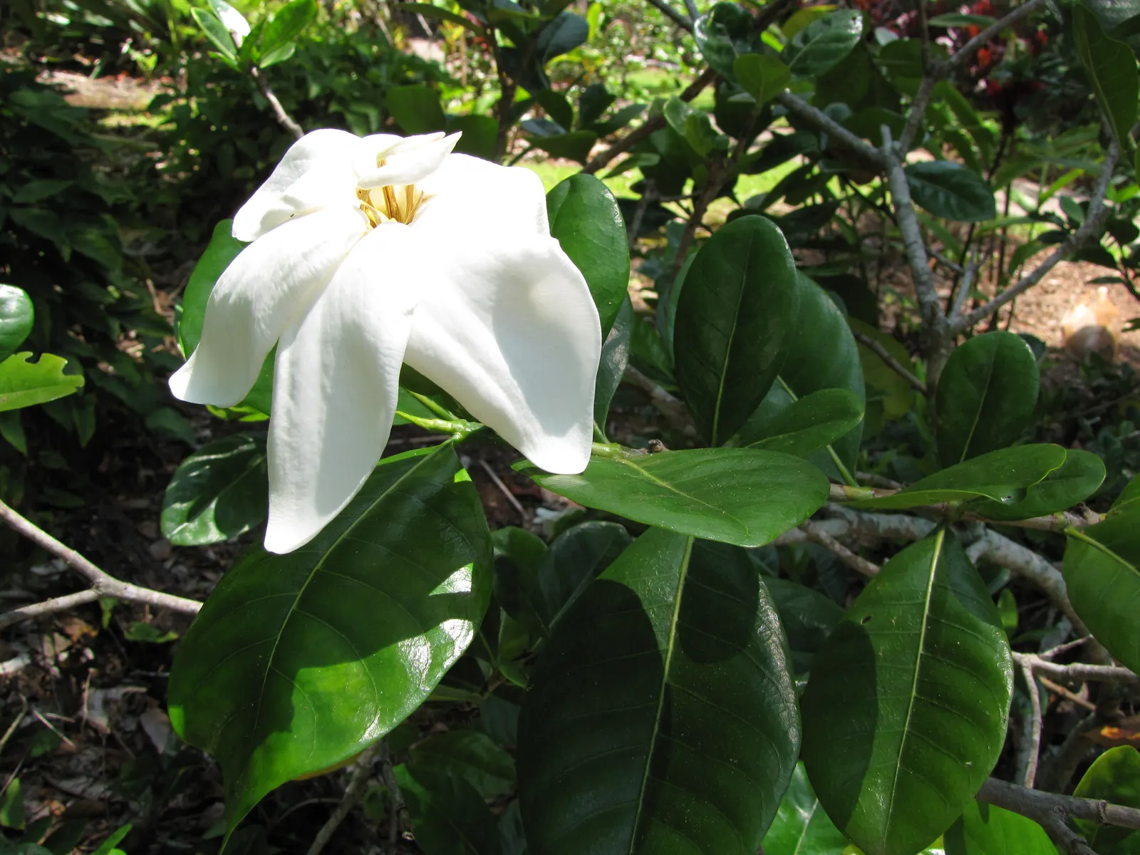 White Gardenia (Gardenia Thunbergia) — <br><br>Flowering primarily in late spring to early summer; an area with partial to full sun exposure is, image 85