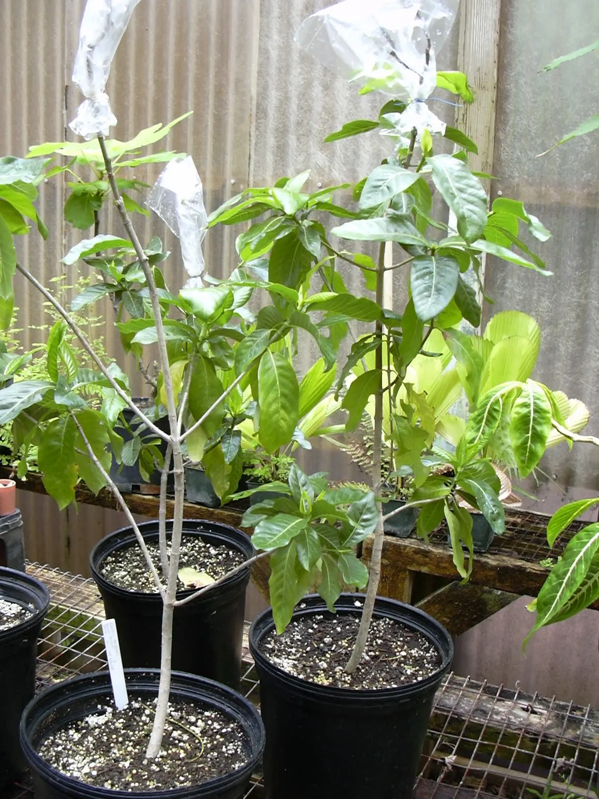 White Gardenia (Gardenia Thunbergia) — white flowers in the garden; this South African native commonly reaches heights of 6 to 8 feet and spreads, image 73