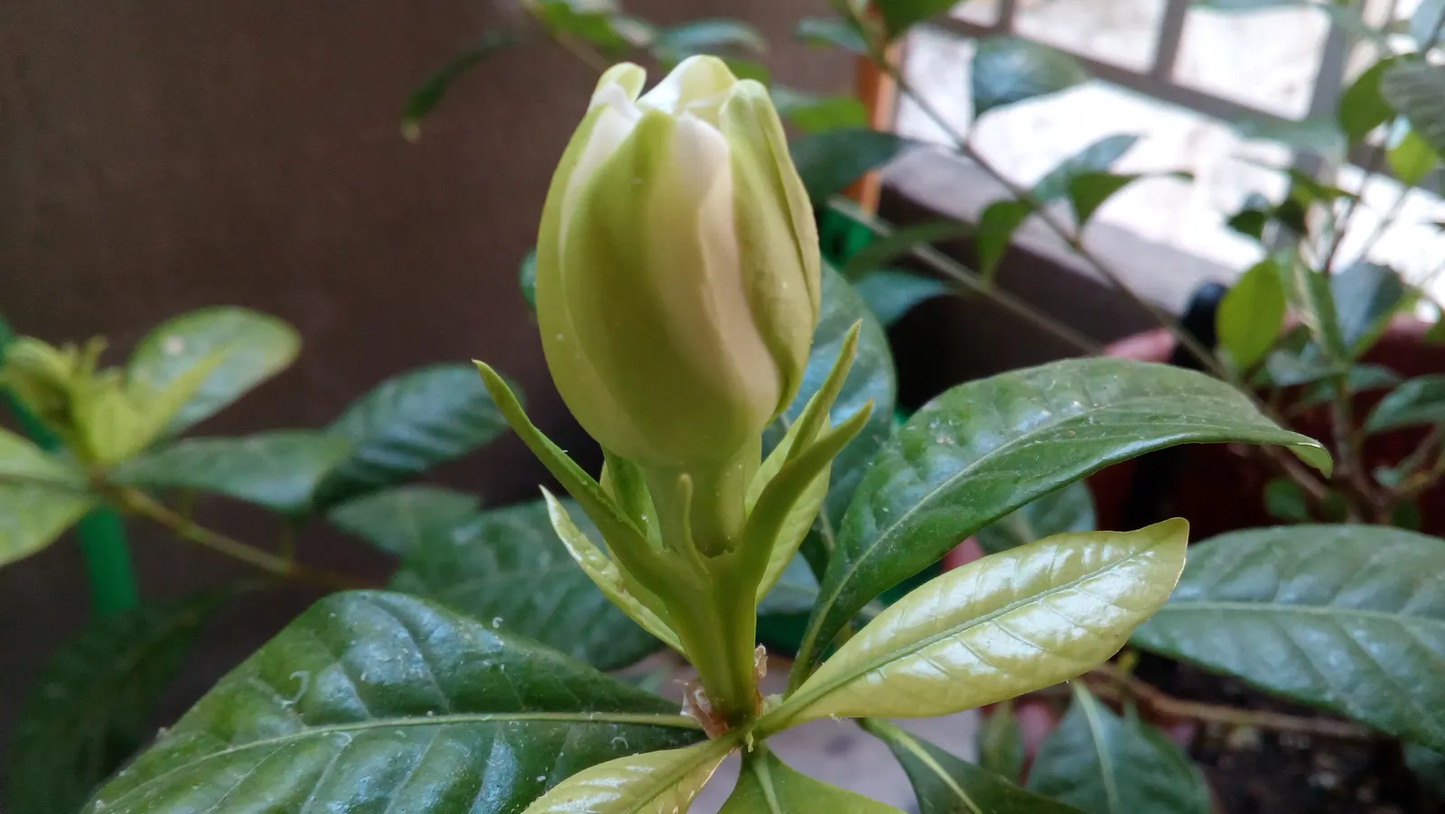 White Gardenia (Gardenia Thunbergia) — is a captivating evergreen shrub renowned for its rich; woody capsule that persists on the shrub, image 156