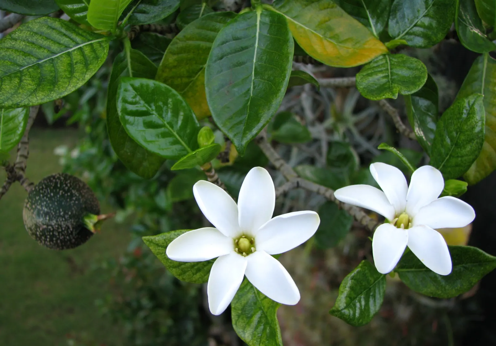 White Gardenia (Gardenia Thunbergia) — broadleaf evergreen / shrub with white blooms; the White Gardenia should be placed in a location where its fragrance can