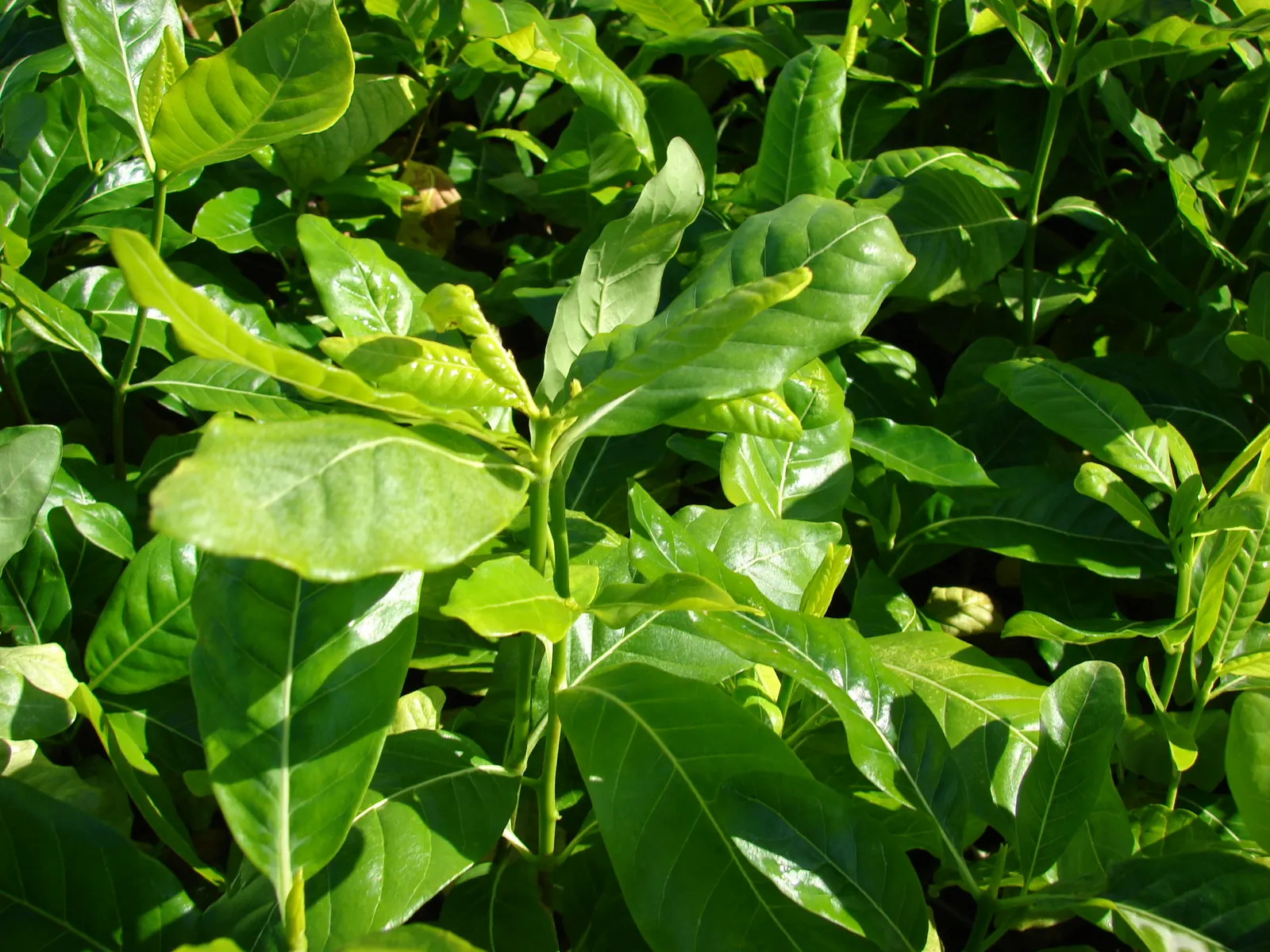 White Gardenia (Gardenia Thunbergia) — It requires well-drained, yet moist, acidic soil with a pH between 5.0 and 6.5; multi-branched habit that, image 66