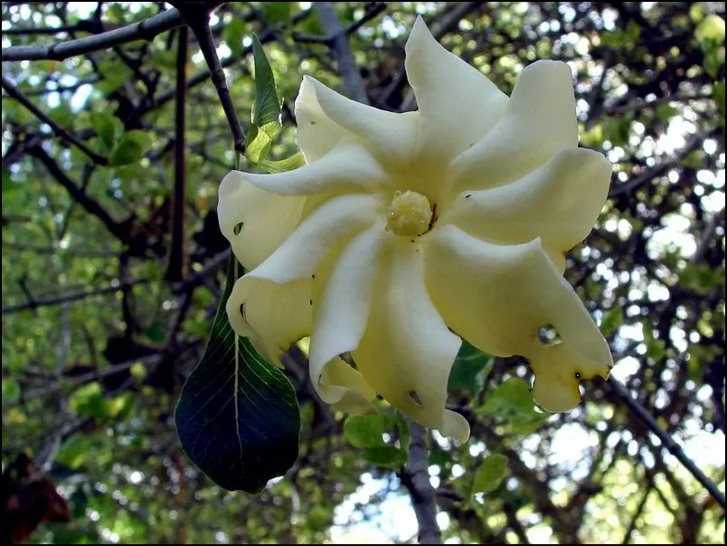 White Gardenia (Gardenia Thunbergia) — protection from the harsh afternoon sun will prevent leaf scorch; it's ideal for hedges or as a focal point, image 119