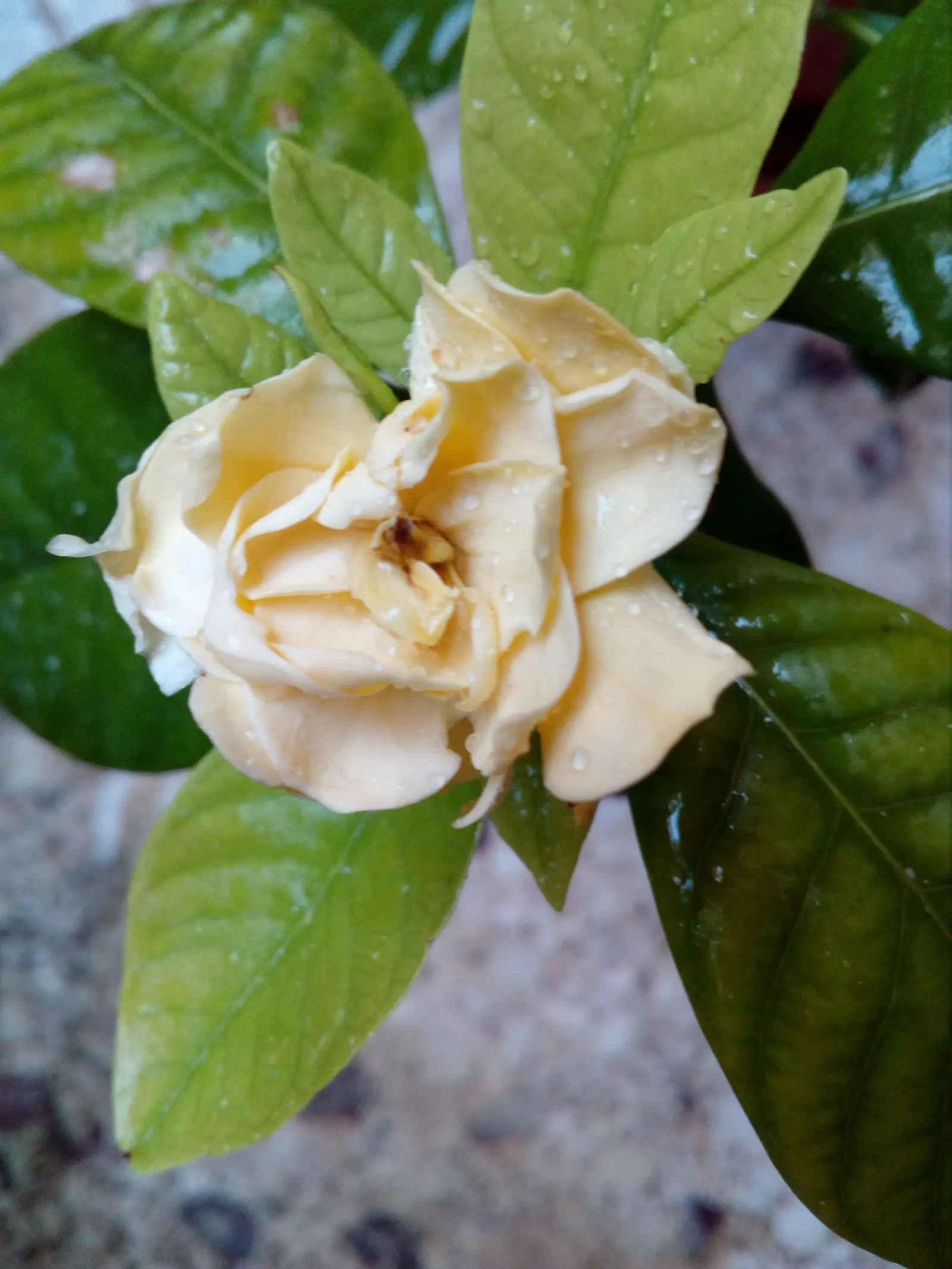 White Gardenia (Gardenia Thunbergia) — multi-branched habit that can add considerable structure to garden designs; <br><br>Flowering primarily in, image 109