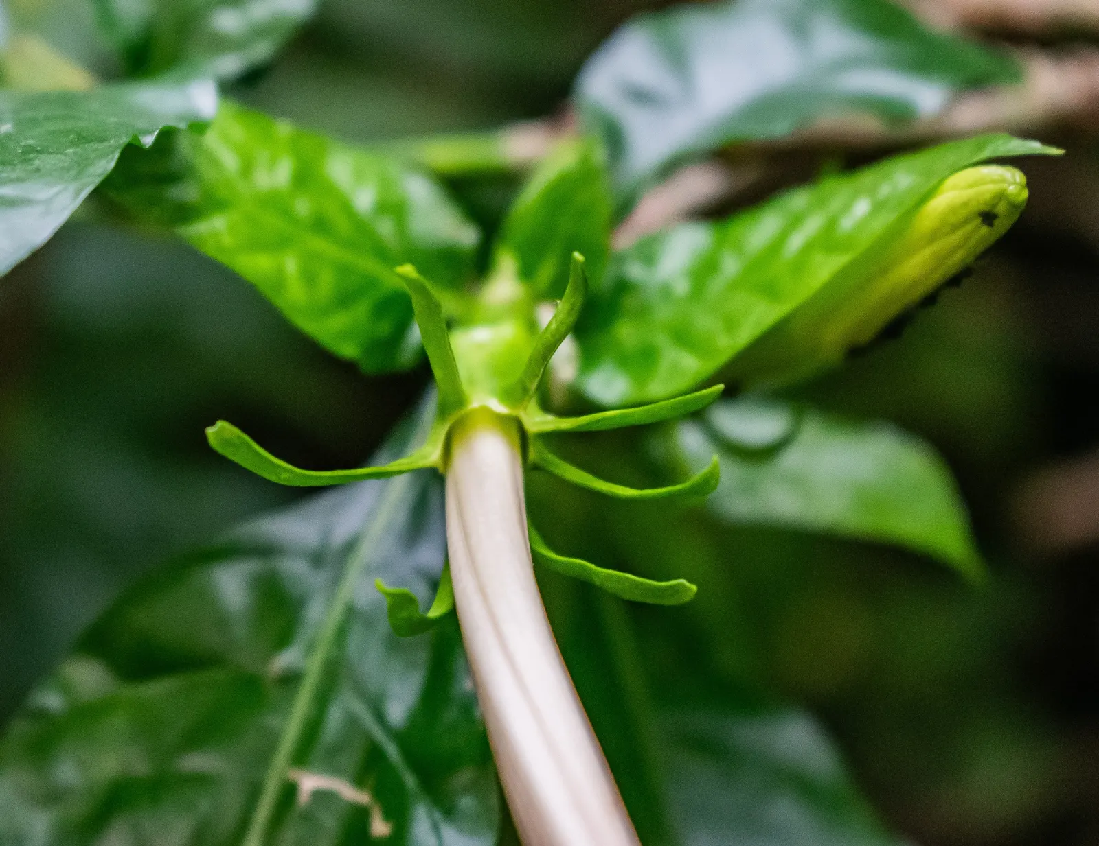 White Gardenia (Gardenia Thunbergia) — multi-branched habit that can add considerable structure to garden designs; <br><br>Flowering primarily in, image 134