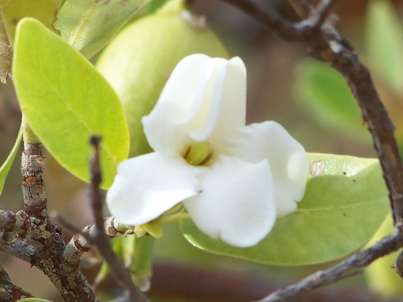 White Gardenia (Gardenia Thunbergia) — An area with partial to full sun exposure is ideal; it requires well-drained, yet moist, acidic soil with a, image 167