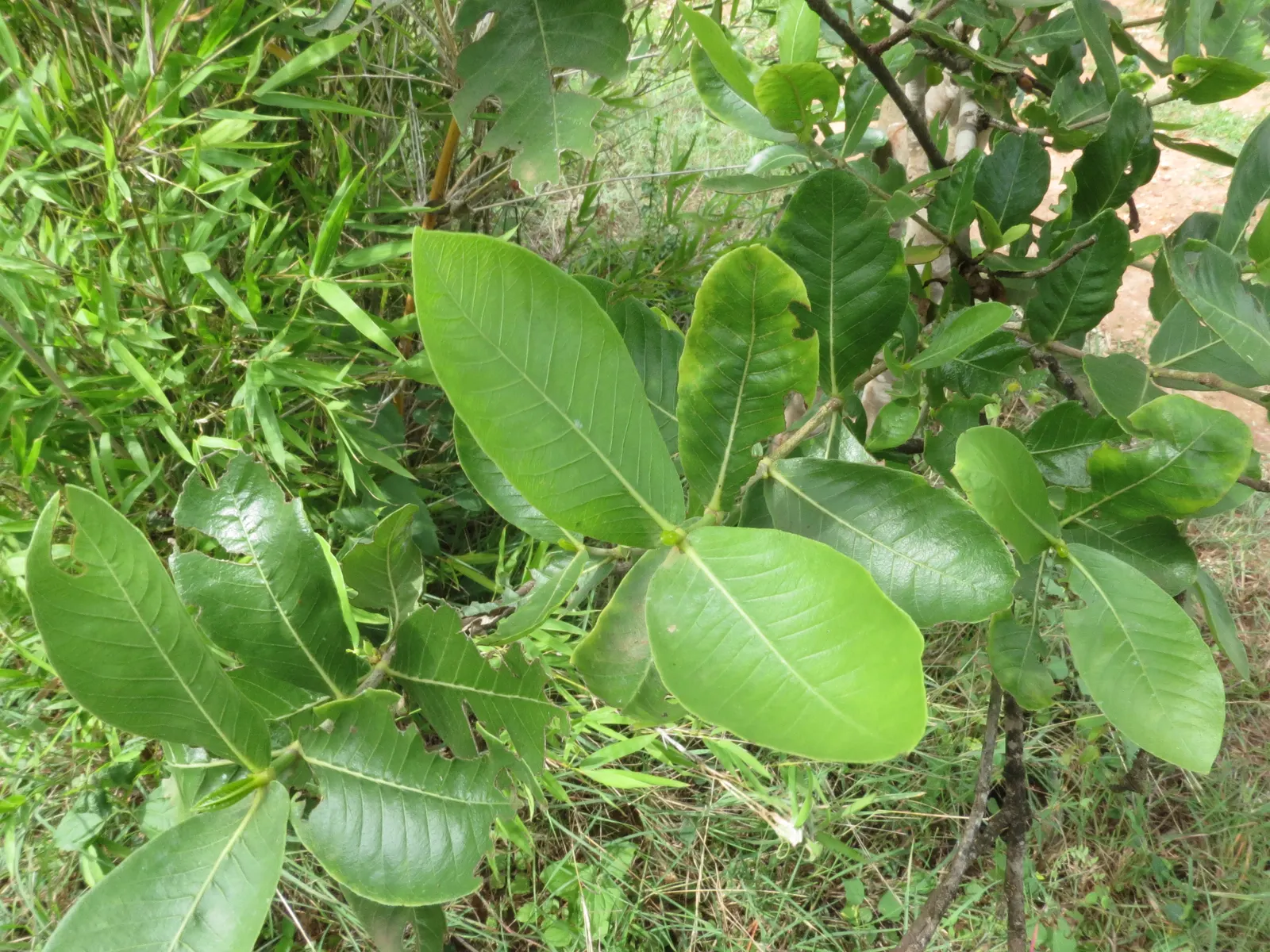 White Gardenia (Gardenia Thunbergia) — The White Gardenia, Gardenia thunbergia, is a fragrant, evergreen shrub reaching up to 6 feet tall and wide; known for