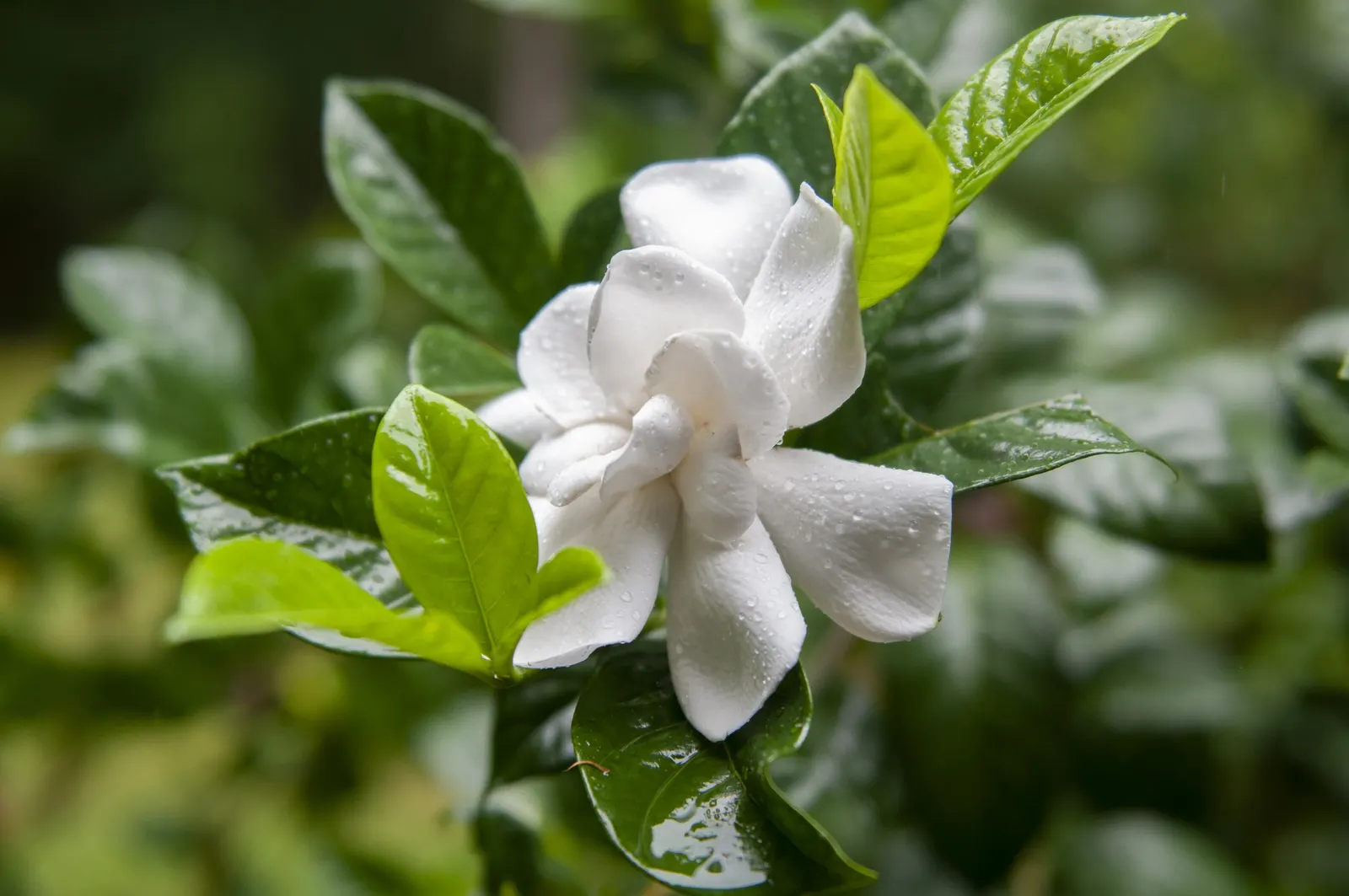 White Gardenia (Gardenia Thunbergia) — Require partial to full sun and well-drained acidic soil