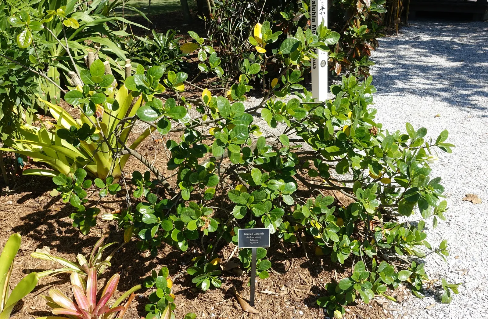 White Gardenia (Gardenia Thunbergia) — Each flower spans roughly 3 to 4 inches across, with a tubular base and a full rosette of petals; is a, image 162