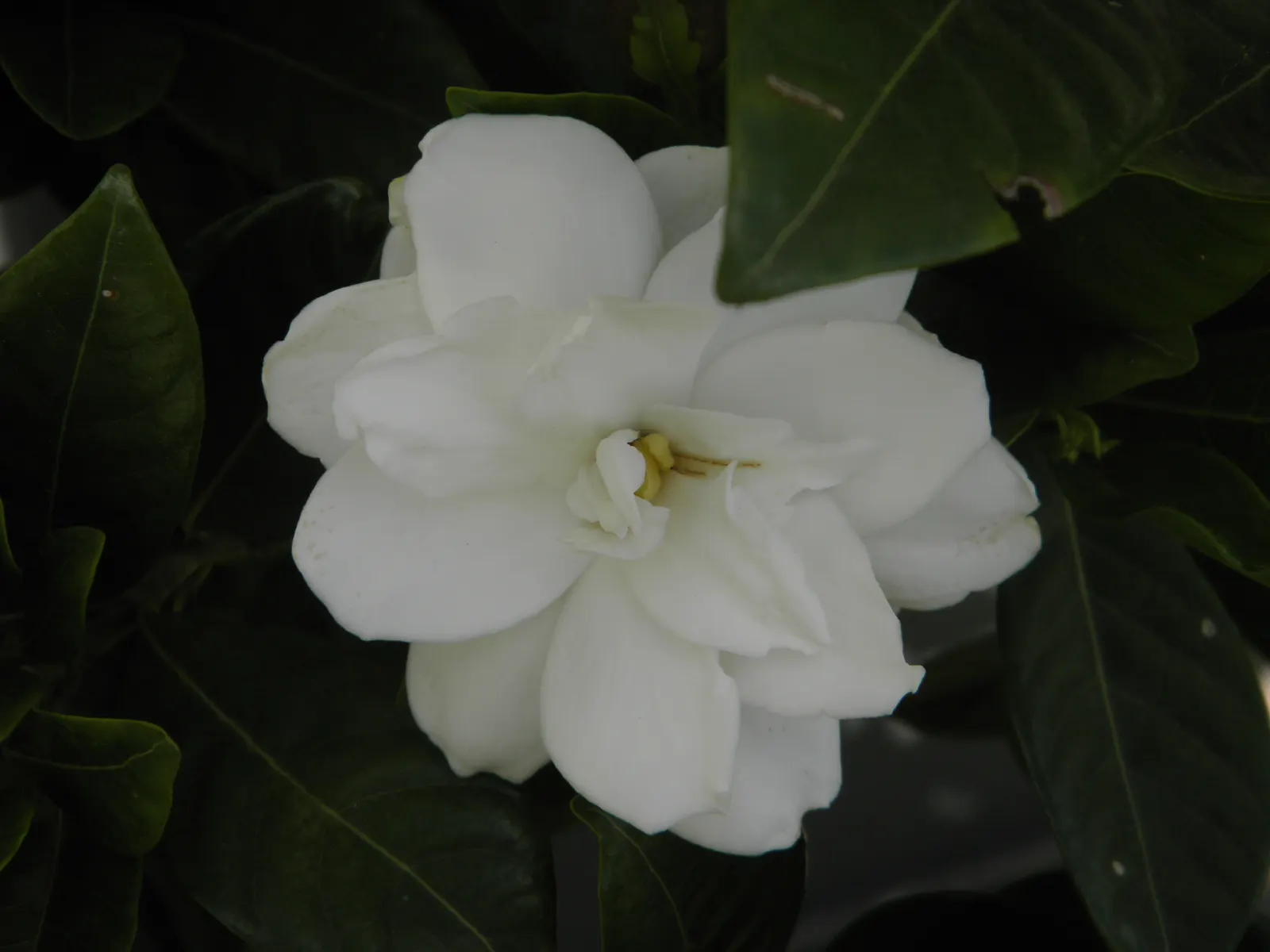 White Gardenia (Gardenia Thunbergia) — white flowers in the garden; this South African native commonly reaches heights of 6 to 8 feet and spreads, image 148