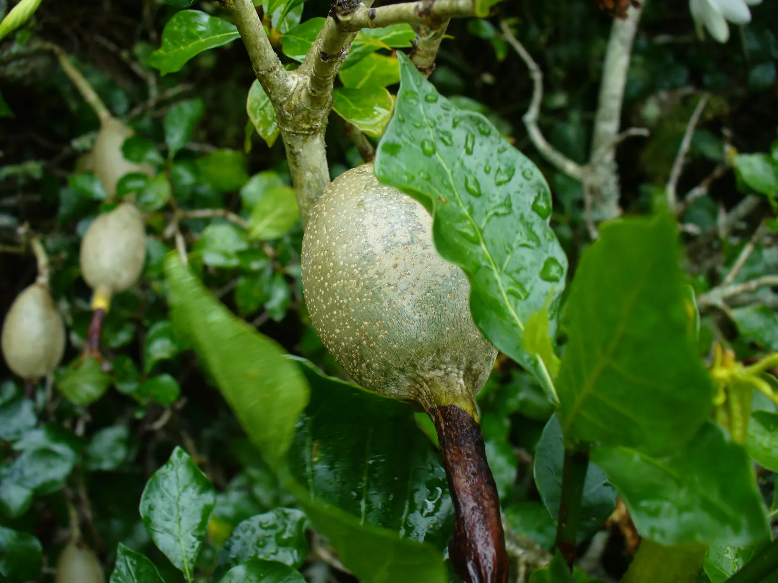 White Gardenia (Gardenia Thunbergia) — It requires well-drained, yet moist, acidic soil with a pH between 5.0 and 6.5; multi-branched habit that, image 141