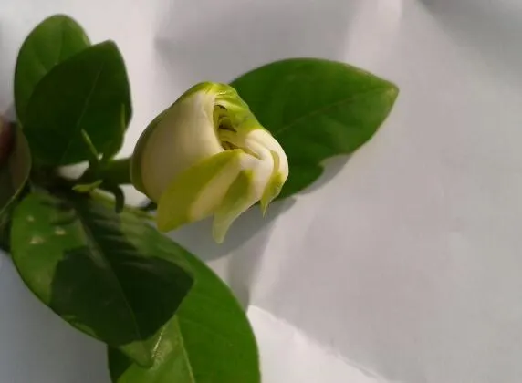 White Gardenia (Gardenia Thunbergia) — The White Gardenia, Gardenia thunbergia, is a fragrant, evergreen shrub reaching up to 6 feet tall and wide, image 51