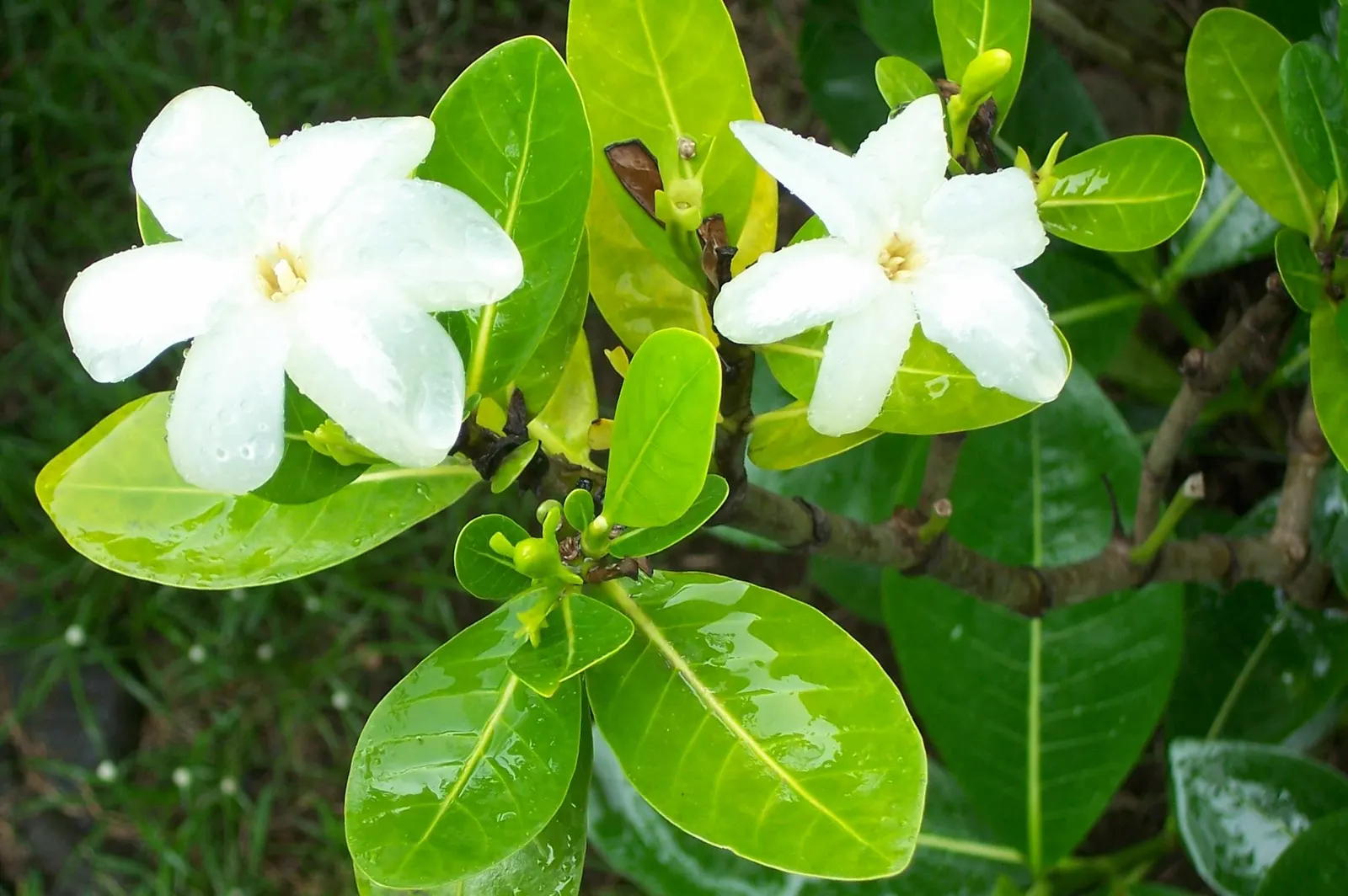 White Gardenia (Gardenia Thunbergia) — woody capsule that persists on the shrub