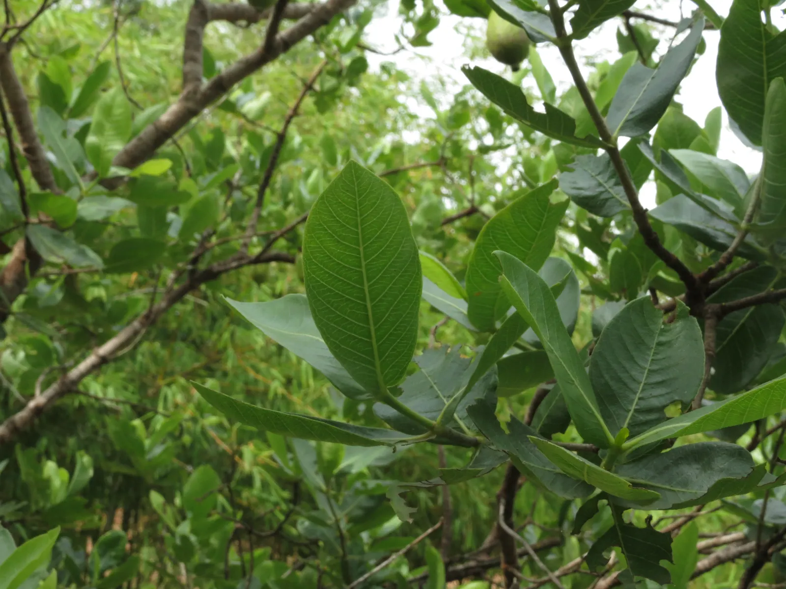 White Gardenia (Gardenia Thunbergia) — woody capsule that persists on the shrub; being sensitive to cold, this plant is best suited for USDA zones, image 114