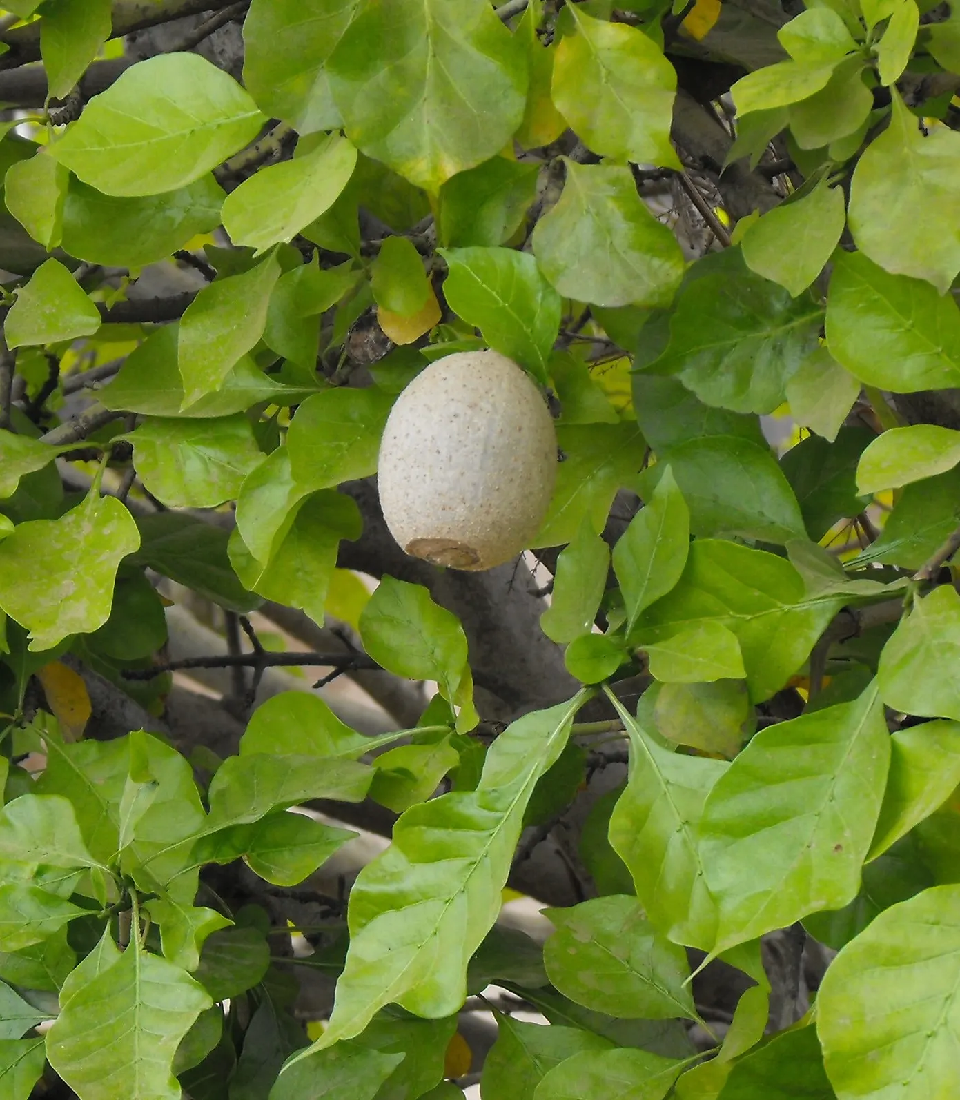 White Gardenia (Gardenia Thunbergia) — though in hotter climates; white flowers in the garden, image 118