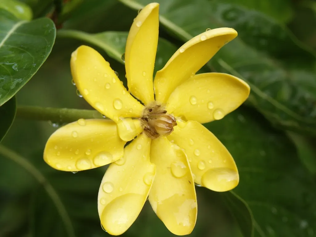 White Gardenia (Gardenia Thunbergia) — woody capsule that persists on the shrub; being sensitive to cold, this plant is best suited for USDA zones, image 164