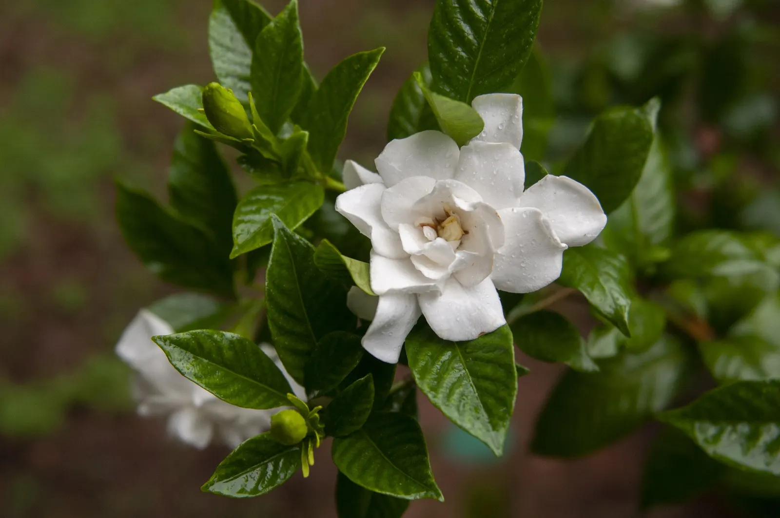 White Gardenia (Gardenia Thunbergia) — white flowers in the garden; this South African native commonly reaches heights of 6 to 8 feet and spreads approximately