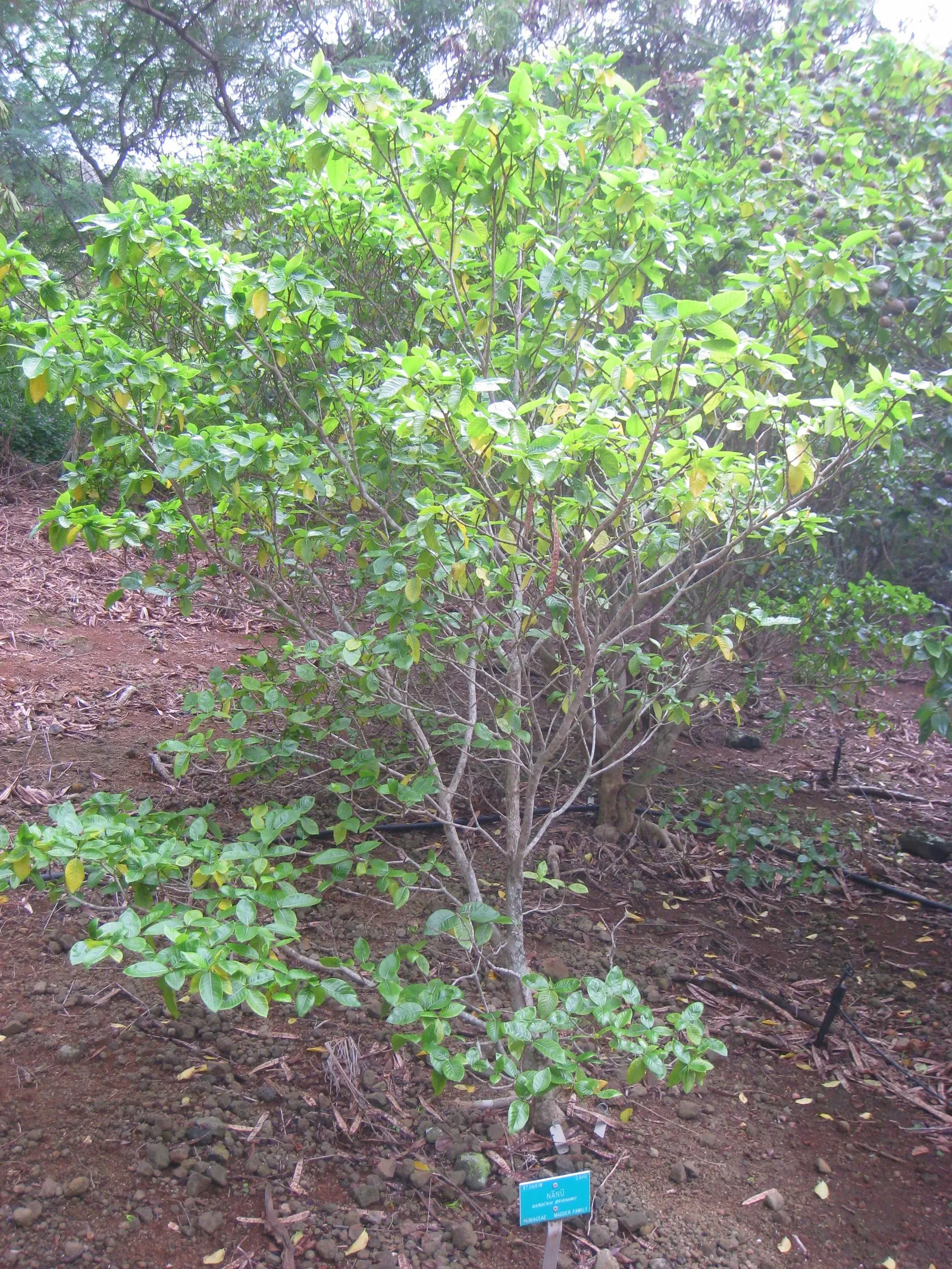 White Gardenia (Gardenia Thunbergia) — the White Gardenia should be placed in a location where its fragrance can be fully appreciated; which bloom, image 65