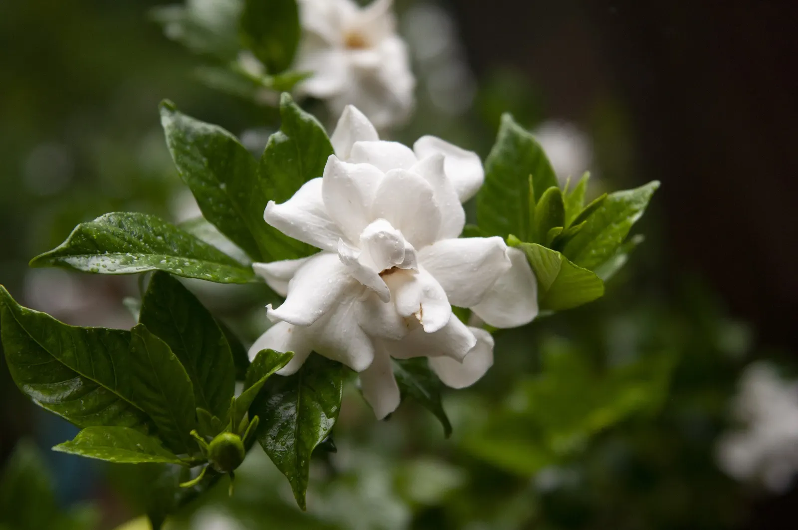 White Gardenia (Gardenia Thunbergia) — an interesting feature of the plant is its fruit: a hard, image 88