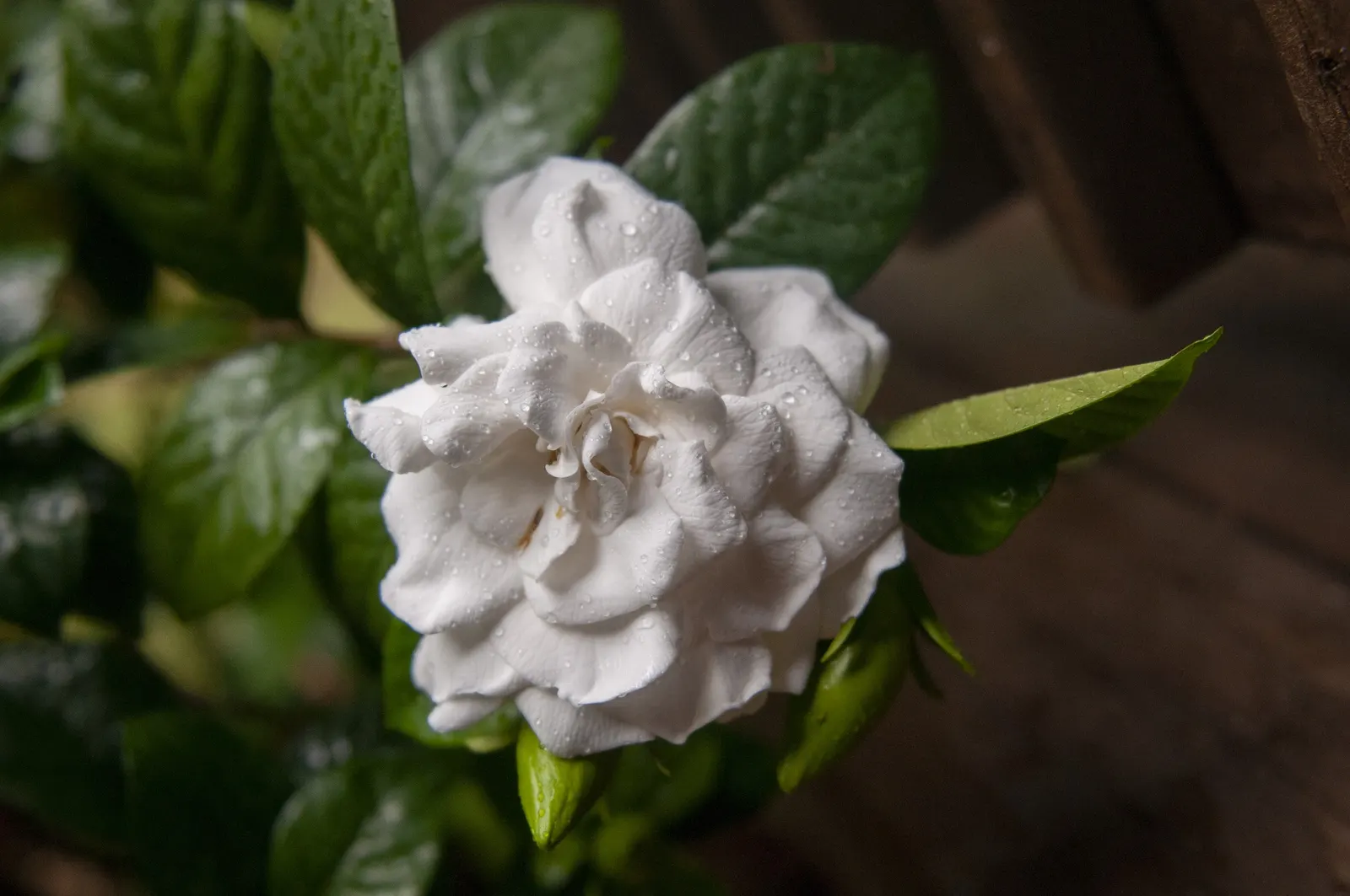White Gardenia (Gardenia Thunbergia) — dark green foliage and the stunning contrast provided by its creamy white flowers; the White Gardenia is a, image 57