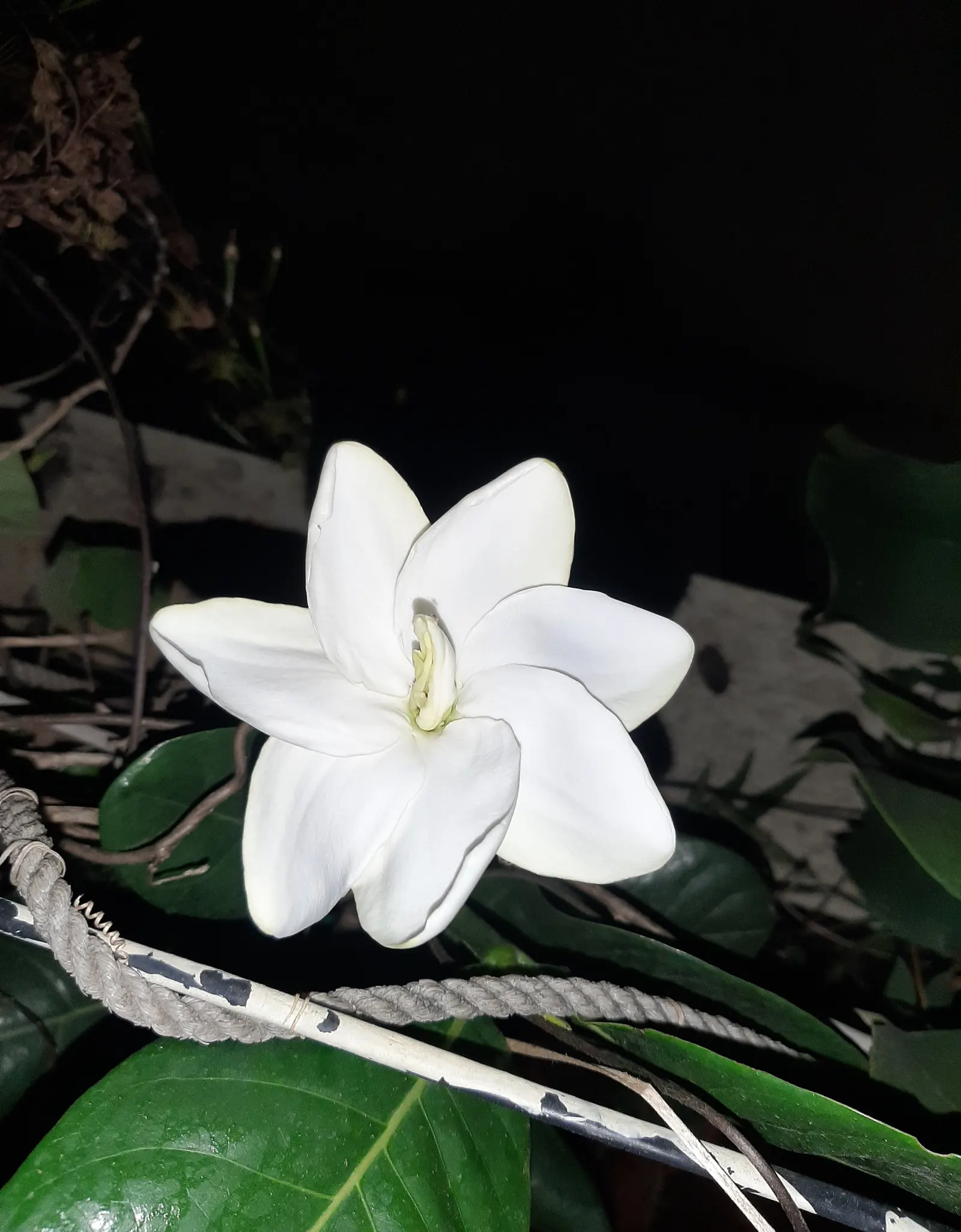 White Gardenia (Gardenia Thunbergia) — the Gardenia thunbergia's blooms are a highlight with their intense fragrance and waxy texture; broadleaf evergreen /