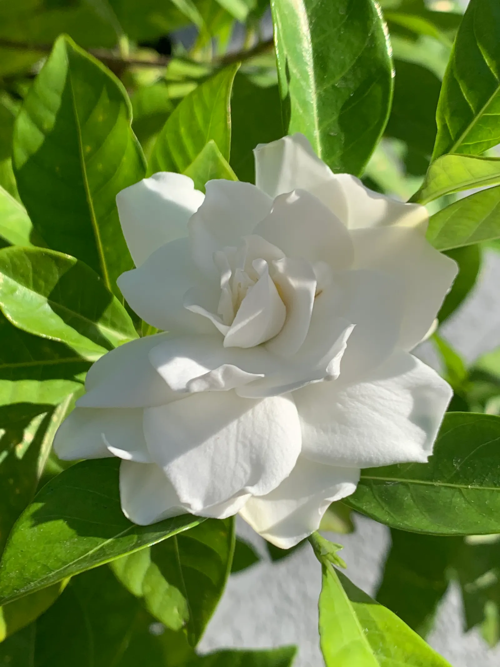 White Gardenia (Gardenia Thunbergia) — Known for its elegance and delicate aroma; broadleaf evergreen / shrub for full or half, image 129