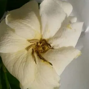 White Gardenia (Gardenia Thunbergia) — multi-branched habit that can add considerable structure to garden designs; <br><br>Flowering primarily in, image 59