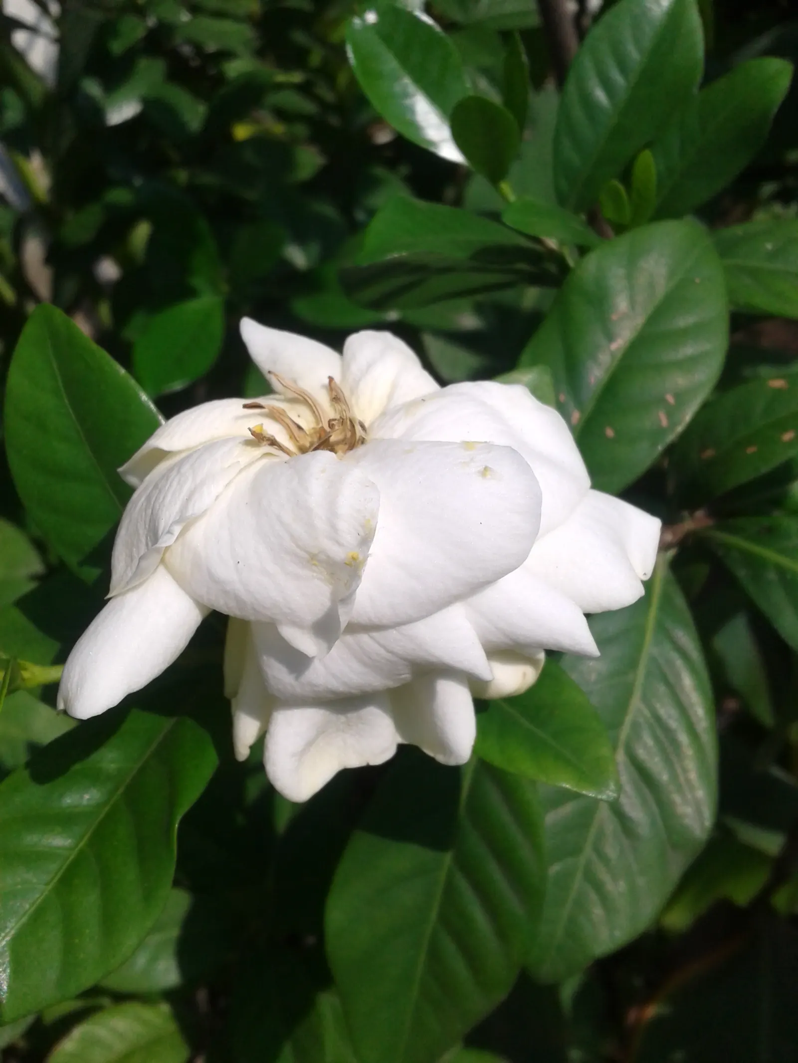 White Gardenia (Gardenia Thunbergia) — Each flower spans roughly 3 to 4 inches across, with a tubular base and a full rosette of petals; is a captivating