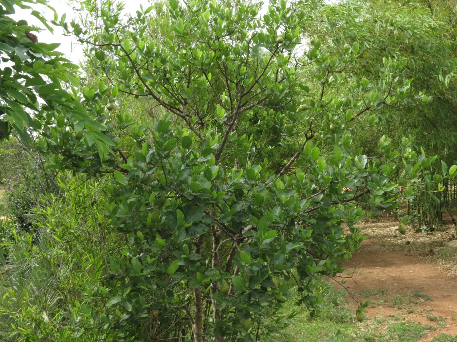 White Gardenia (Gardenia Thunbergia) — Require partial to full sun and well-drained acidic soil; though in hotter climates, image 103