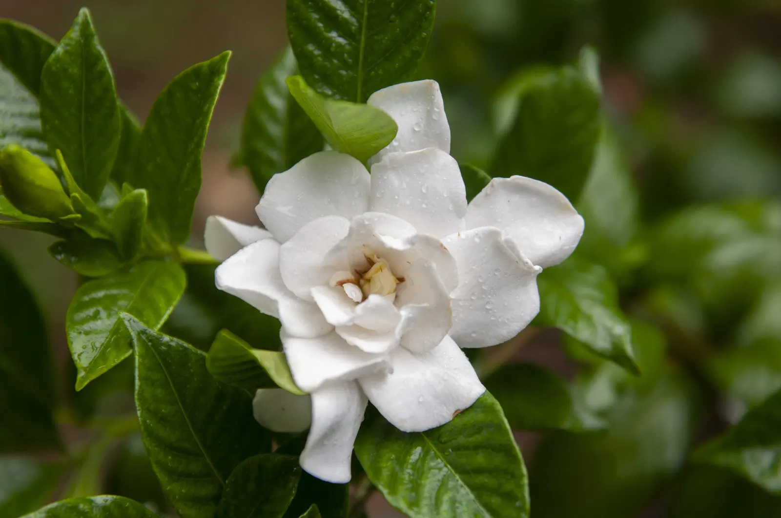 White Gardenia (Gardenia Thunbergia) — it's ideal for hedges or as a focal point in warm; dark green foliage and the stunning contrast provided by, image 80