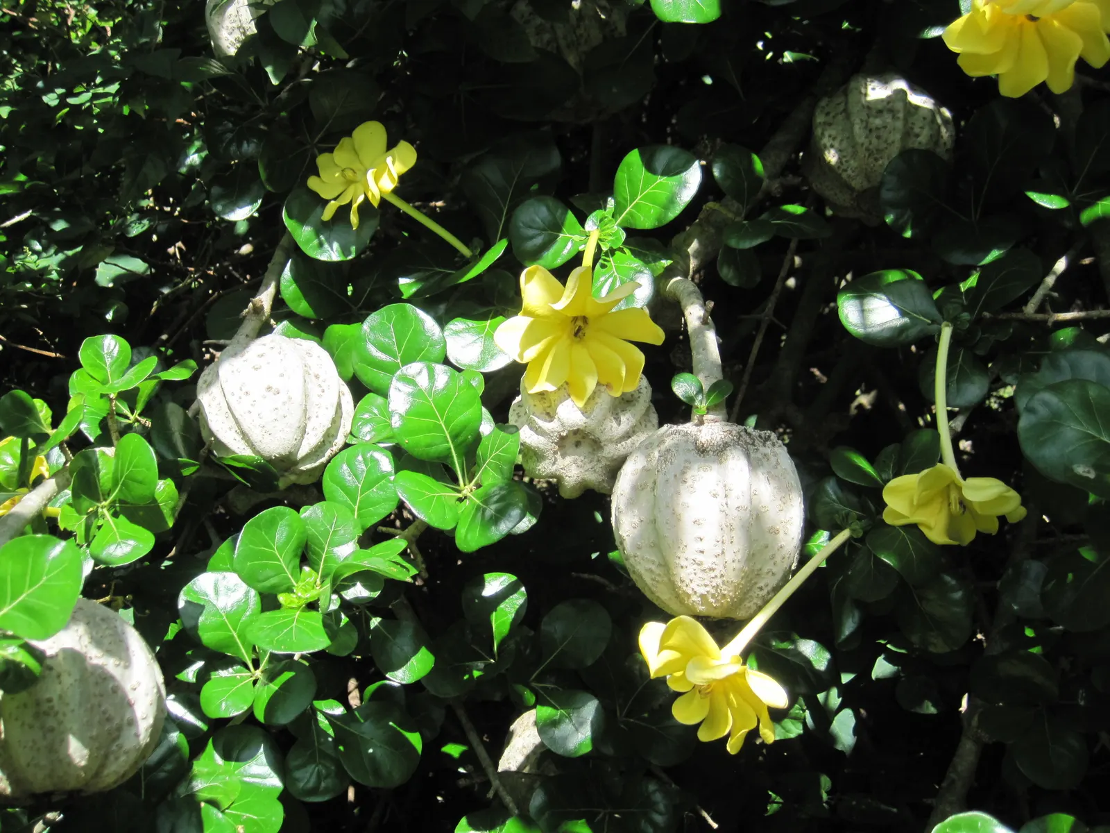 White Gardenia (Gardenia Thunbergia) — the White Gardenia should be placed in a location where its fragrance can be fully appreciated; which bloom, image 165