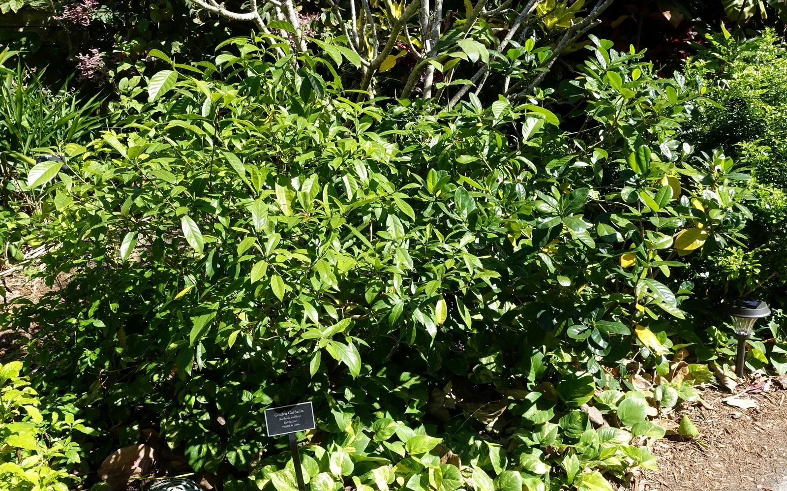 White Gardenia (Gardenia Thunbergia) — Require partial to full sun and well-drained acidic soil; though in hotter climates, image 153