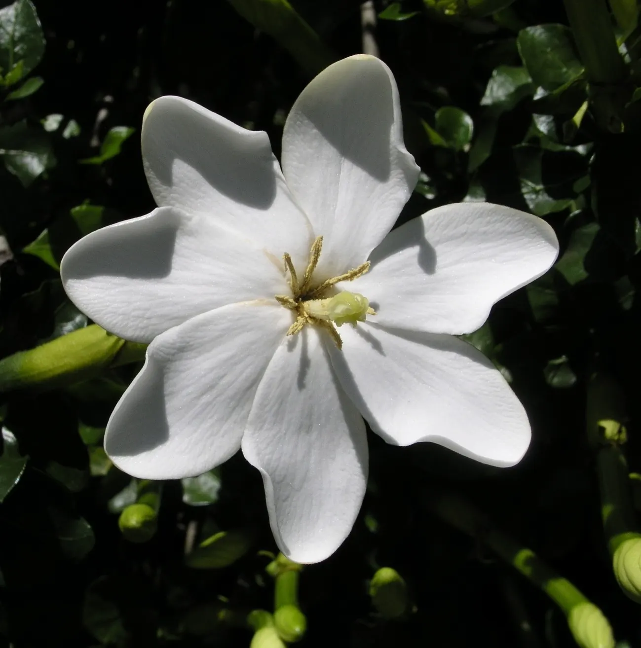 White Gardenia (Gardenia Thunbergia) — an interesting feature of the plant is its fruit: a hard, image 113