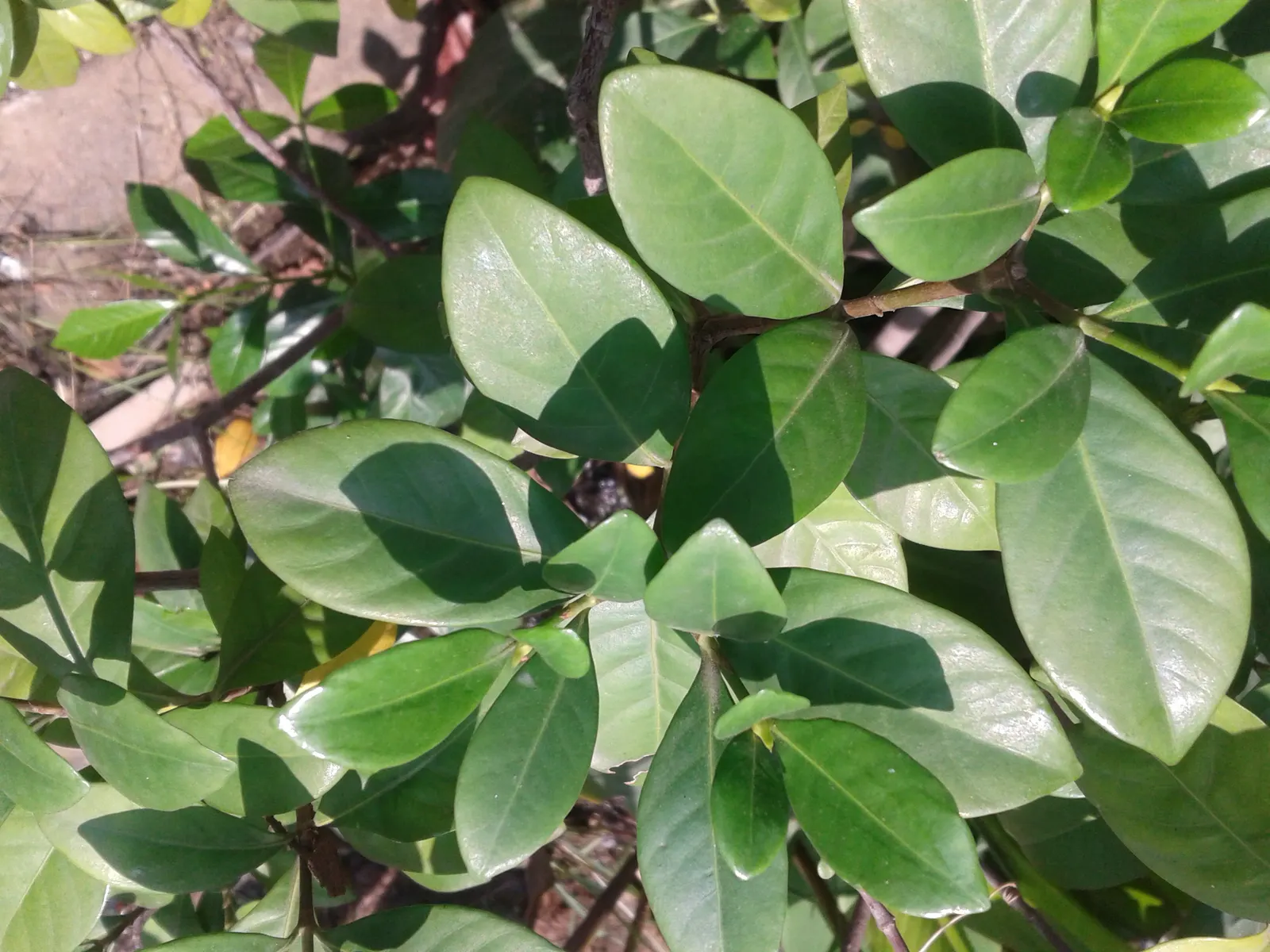 White Gardenia (Gardenia Thunbergia) — though in hotter climates