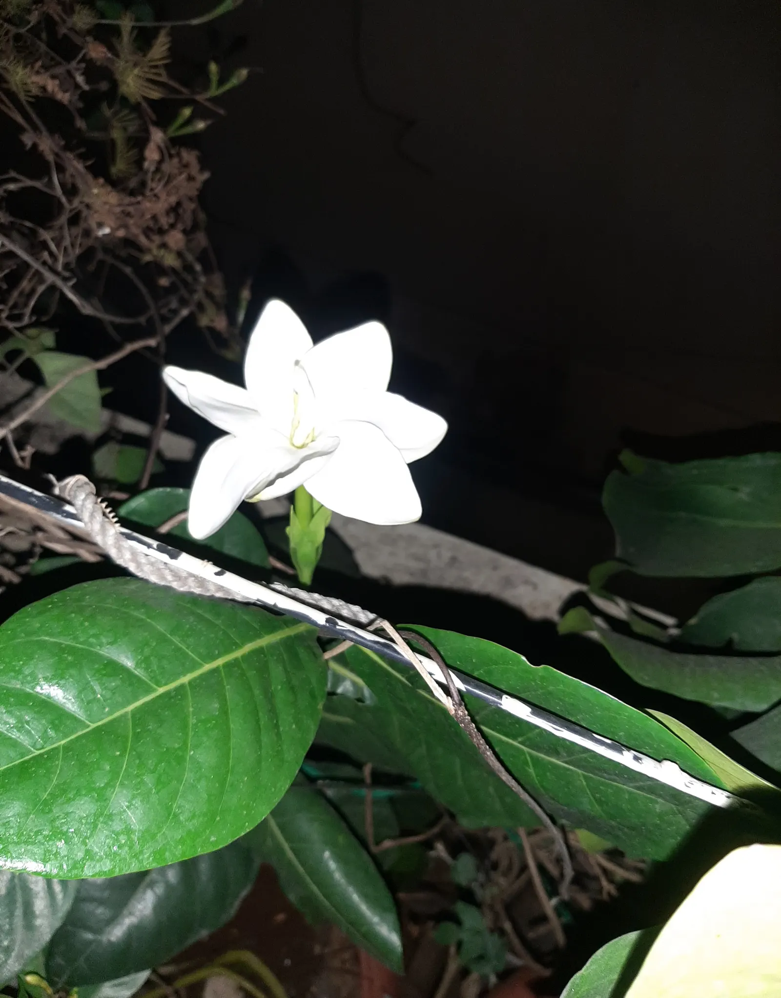 White Gardenia (Gardenia Thunbergia) — the White Gardenia is a striking addition to any garden; protection from the harsh afternoon sun will, image 96