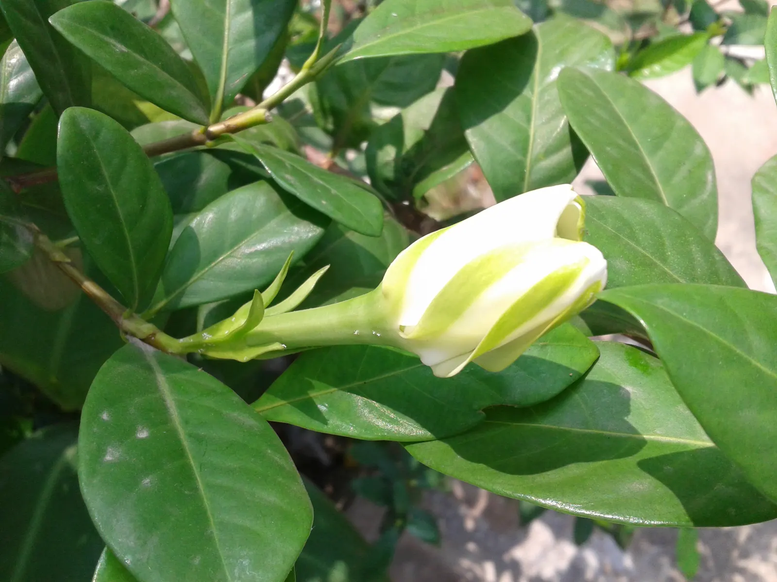 White Gardenia (Gardenia Thunbergia) — white flowers in the garden