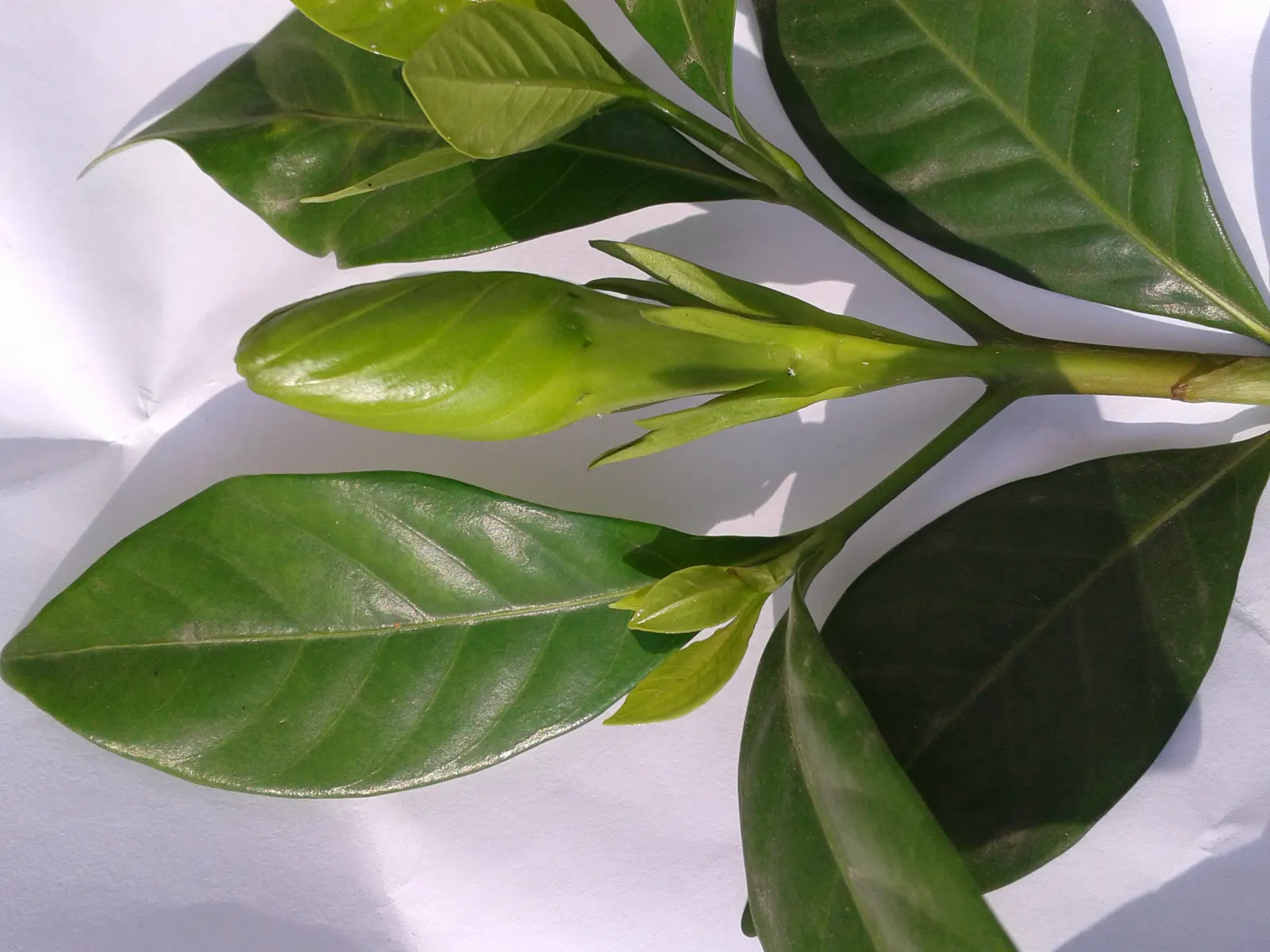 White Gardenia (Gardenia Thunbergia) — is a captivating evergreen shrub renowned for its rich