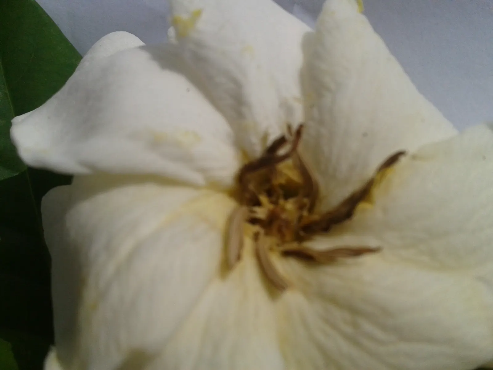 White Gardenia (Gardenia Thunbergia) — adding elegance and a delightful scent that will enchant residents and visitors alike; the White Gardenia, image 97