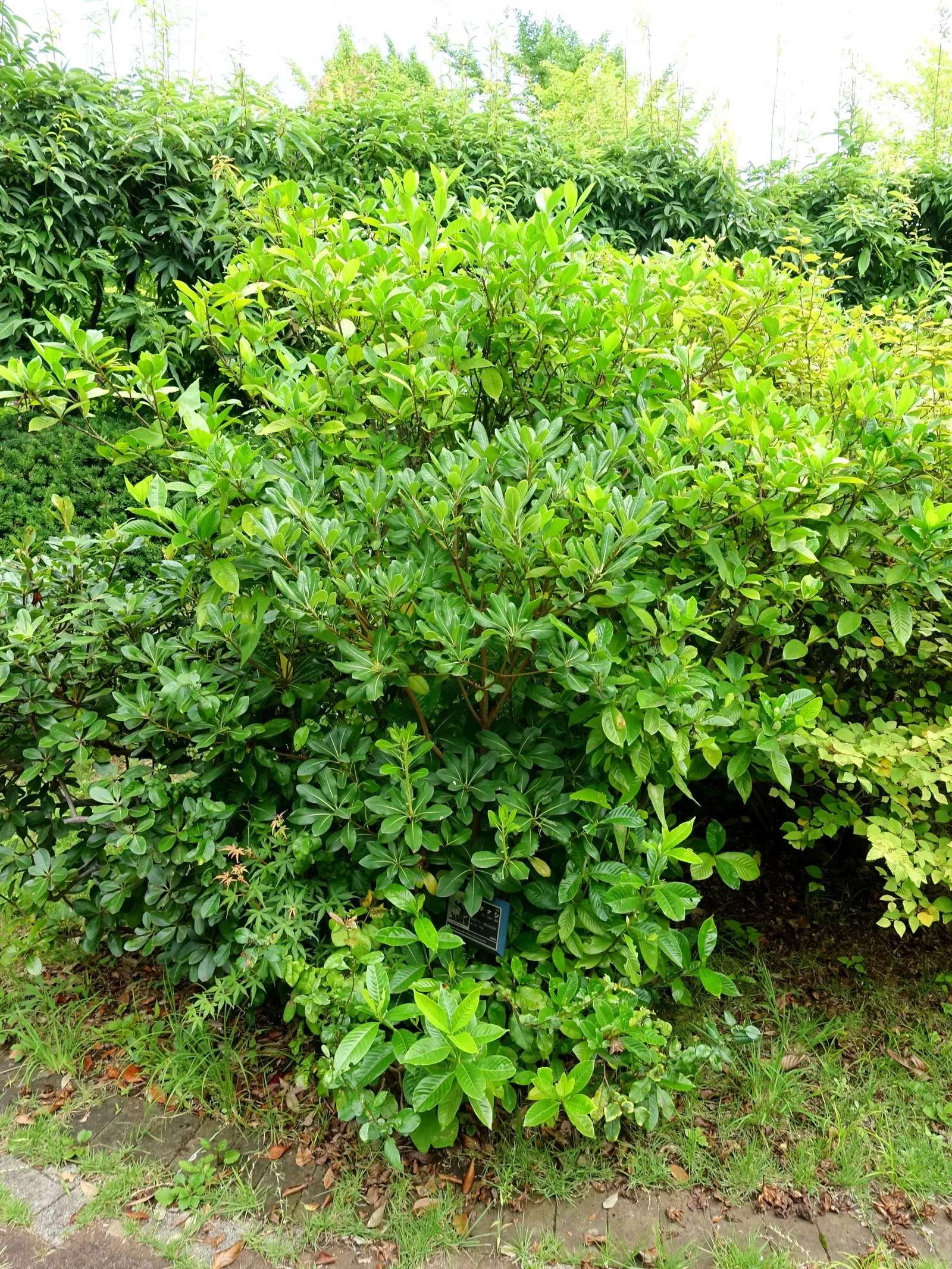 White Gardenia (Gardenia Thunbergia) — This South African native commonly reaches heights of 6 to 8 feet and spreads approximately 3 to 5 feet wide
