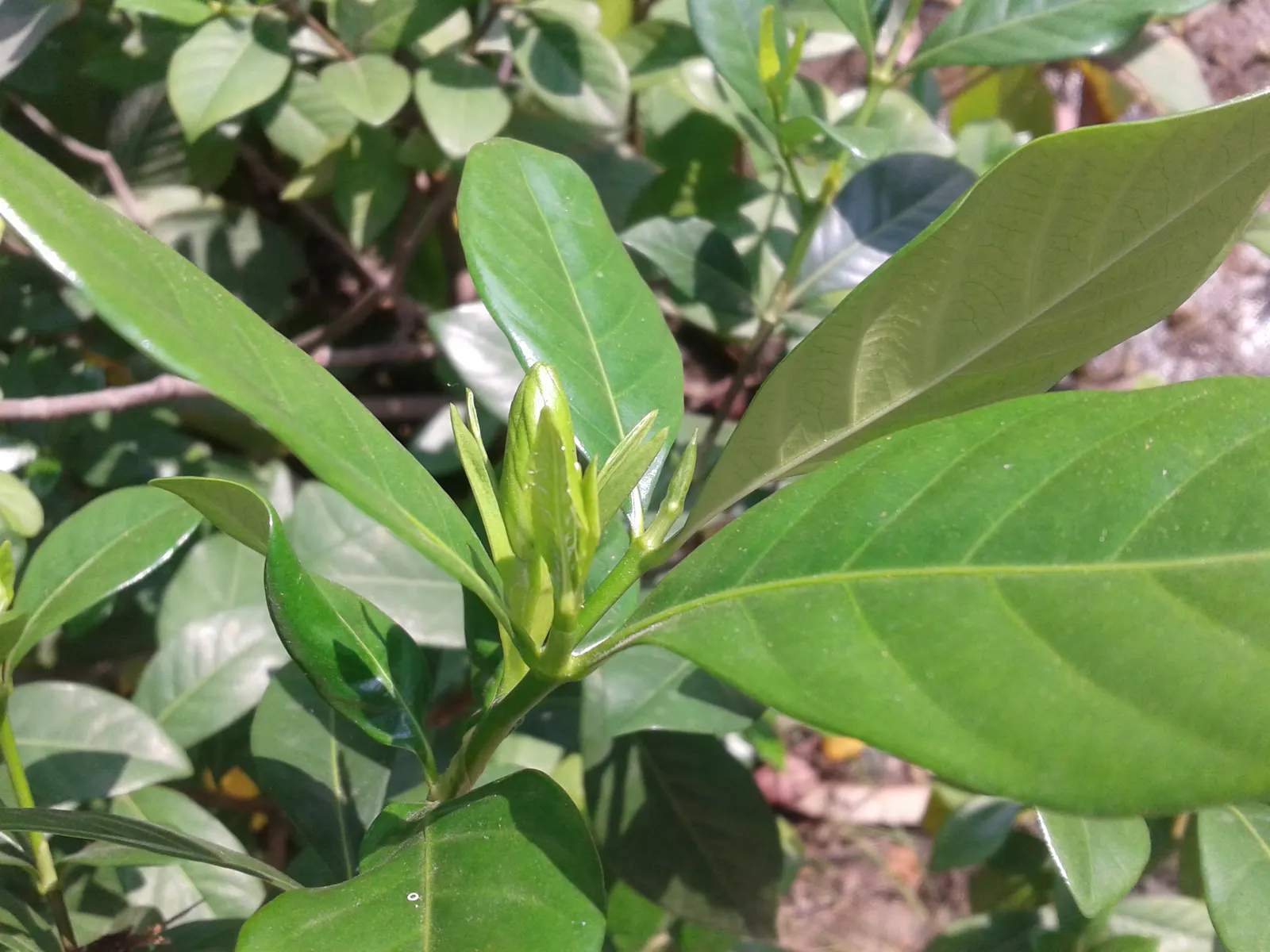 White Gardenia (Gardenia Thunbergia) — Being sensitive to cold, this plant is best suited for USDA zones 10 and above; each flower spans roughly 3, image 70