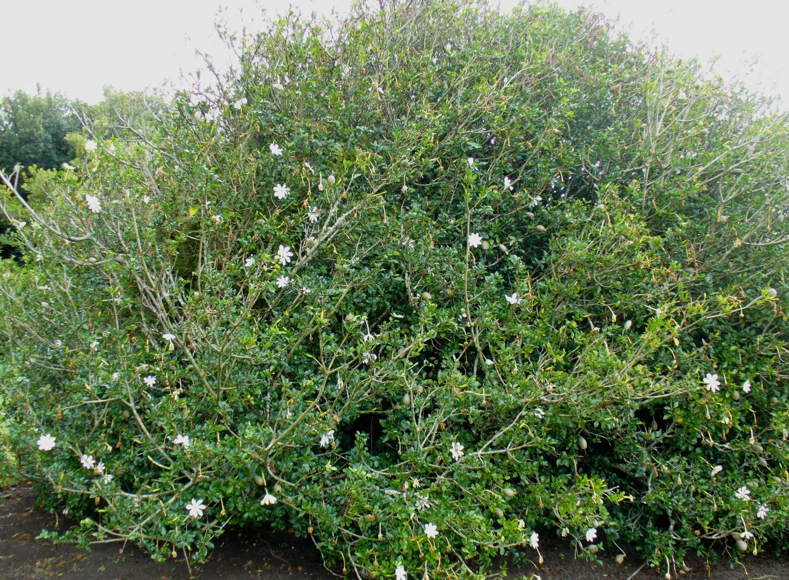 White Gardenia (Gardenia Thunbergia) — an interesting feature of the plant is its fruit: a hard, image 138
