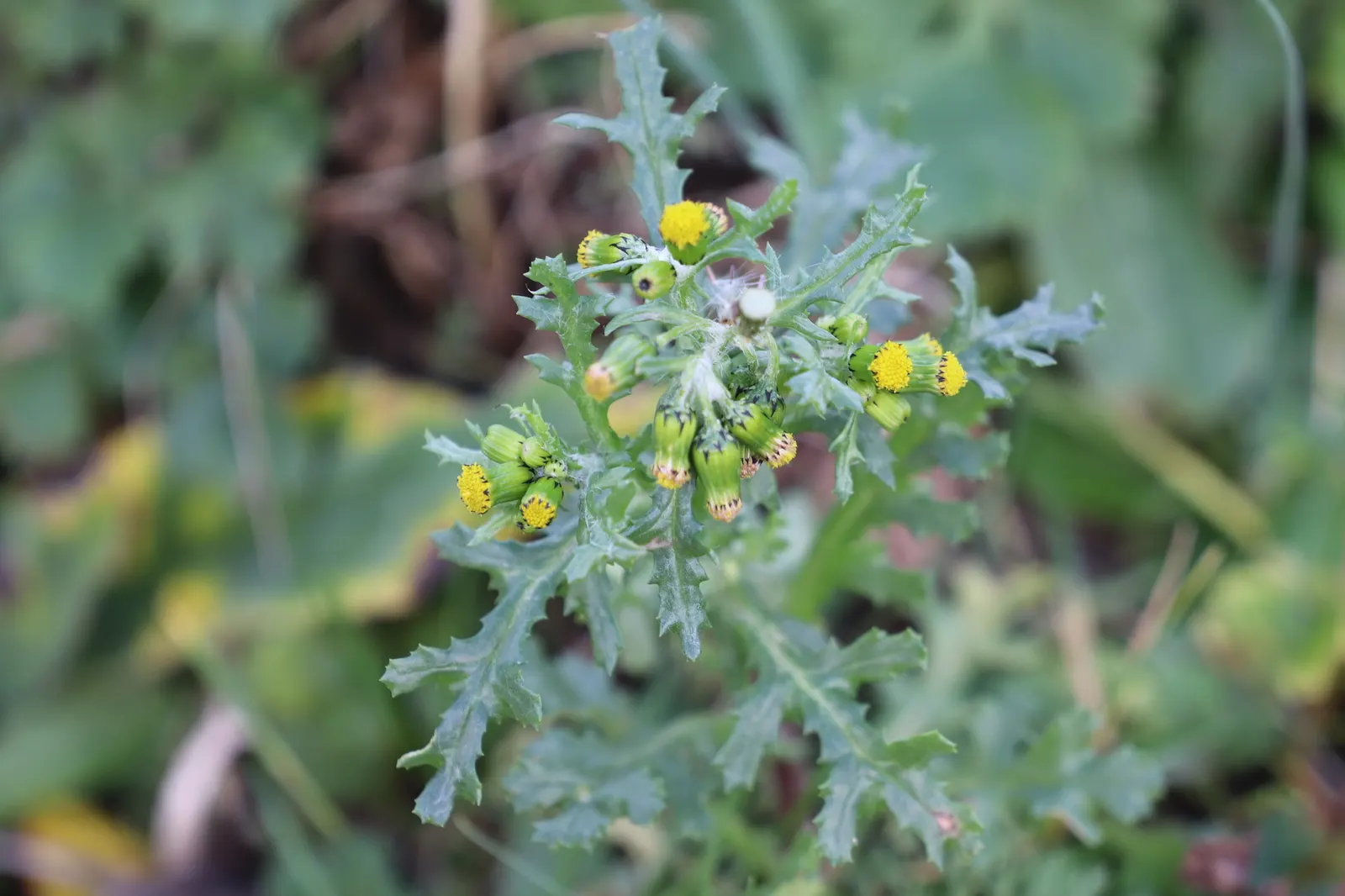 Silver Dormouse Brachyglottis (Brachyglottis 'Silver Dormouse') — Mature plants typically reach a manageable height and spread of approximately 24, image 93