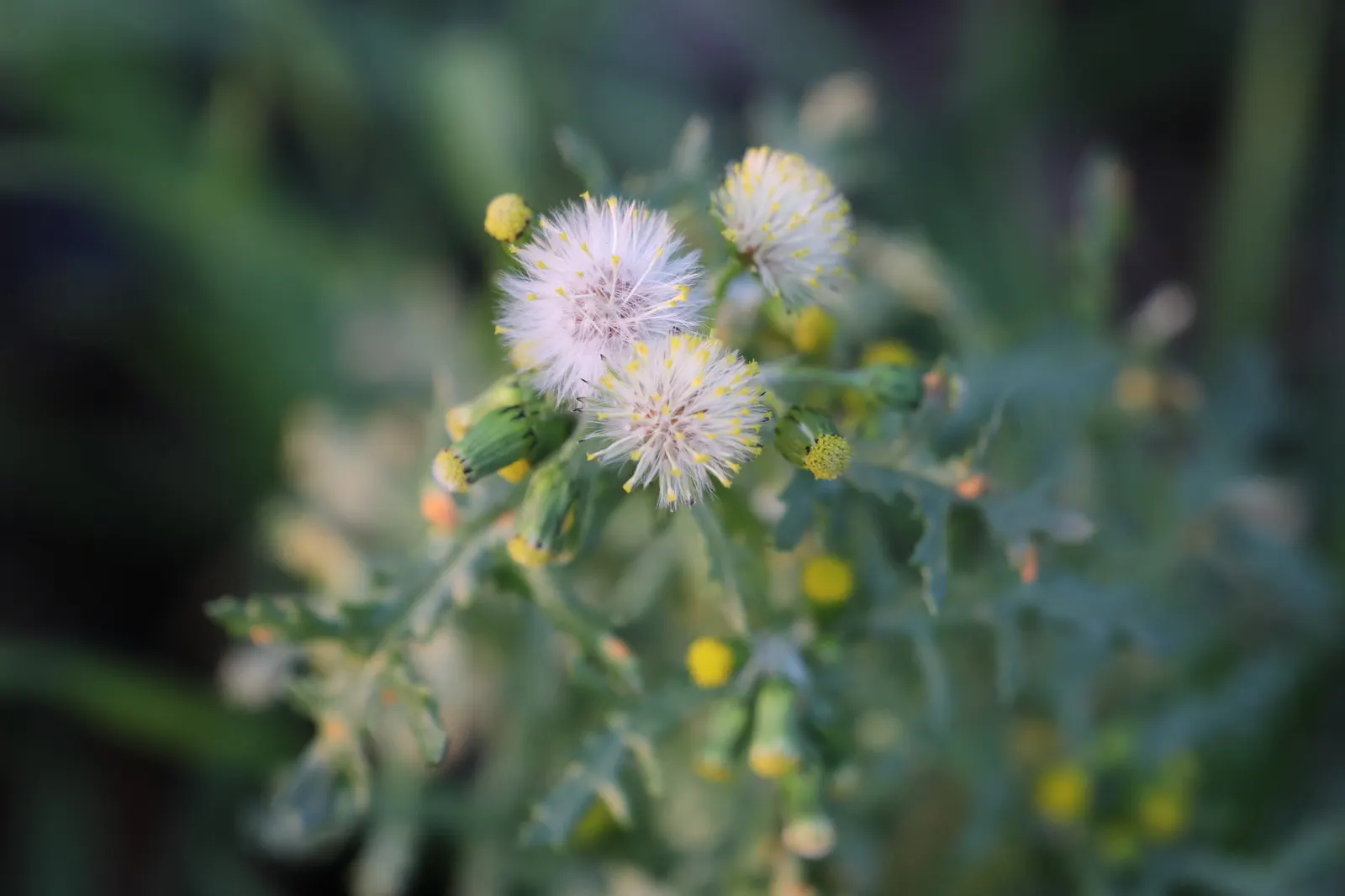 Silver Dormouse Brachyglottis (Brachyglottis 'Silver Dormouse') — is a compact shrub featuring striking; its daisy-like yellow flowers bloom in, image 113